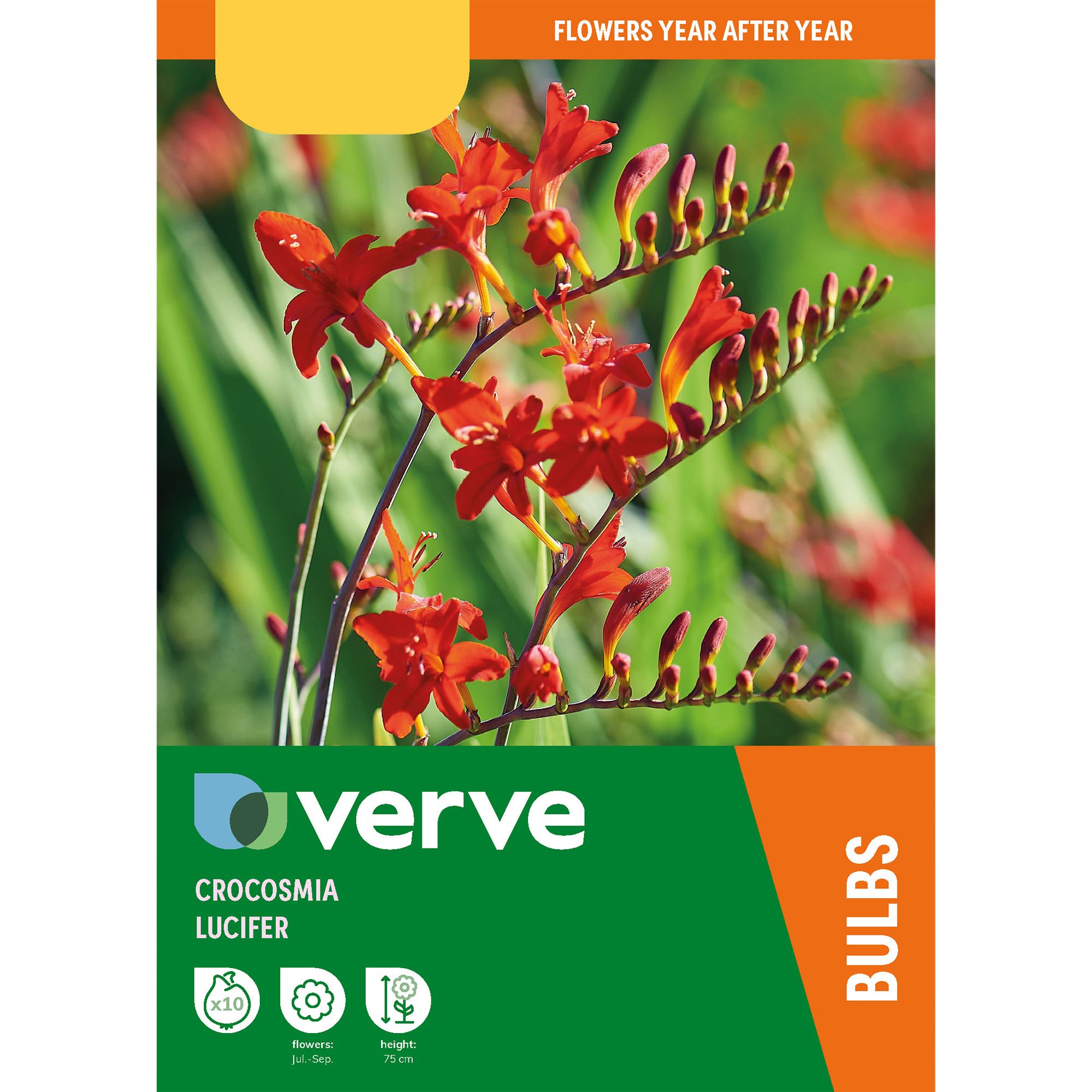 Crocosmia Lucifer 10 Flower bulbs