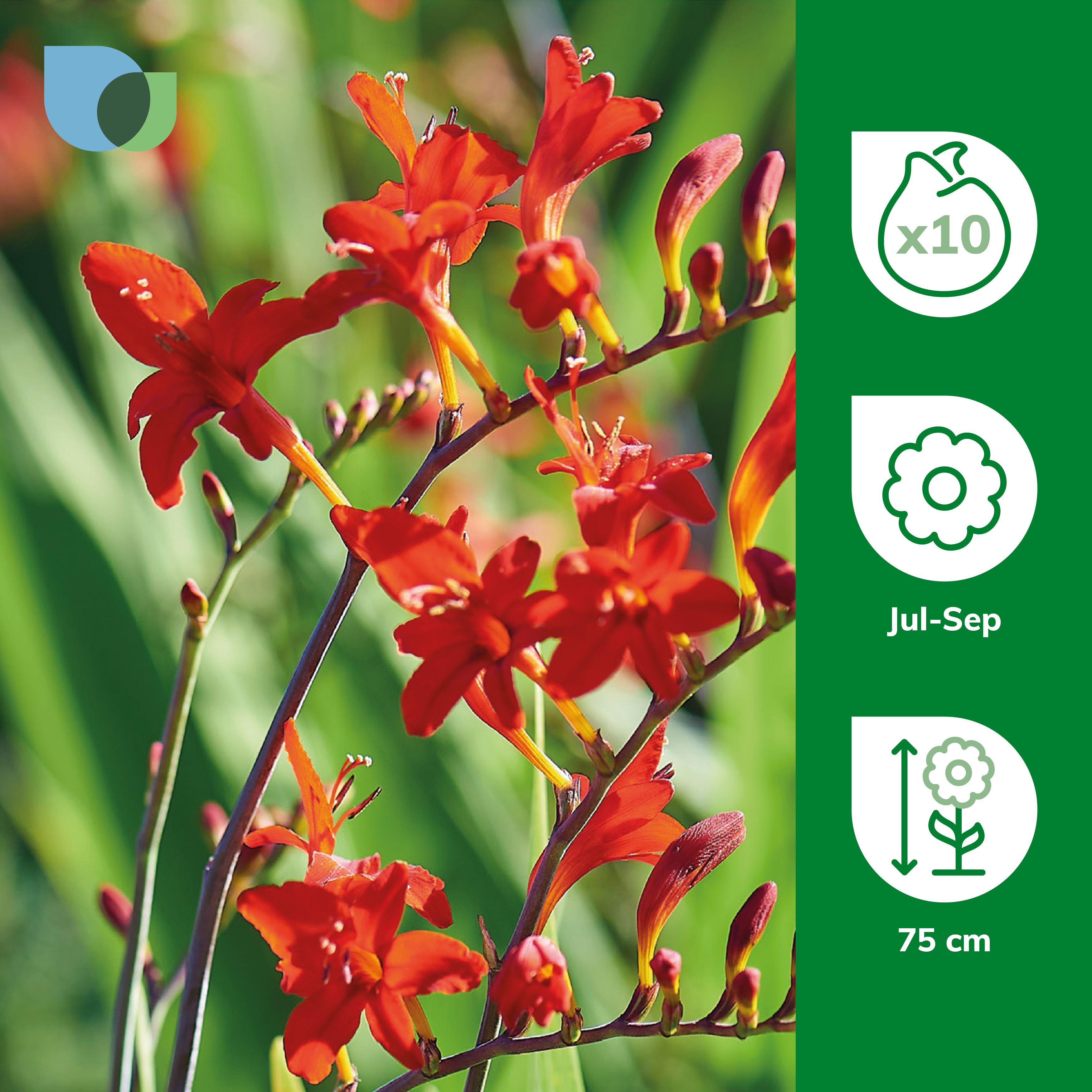Crocosmia Lucifer 10 Flower bulbs
