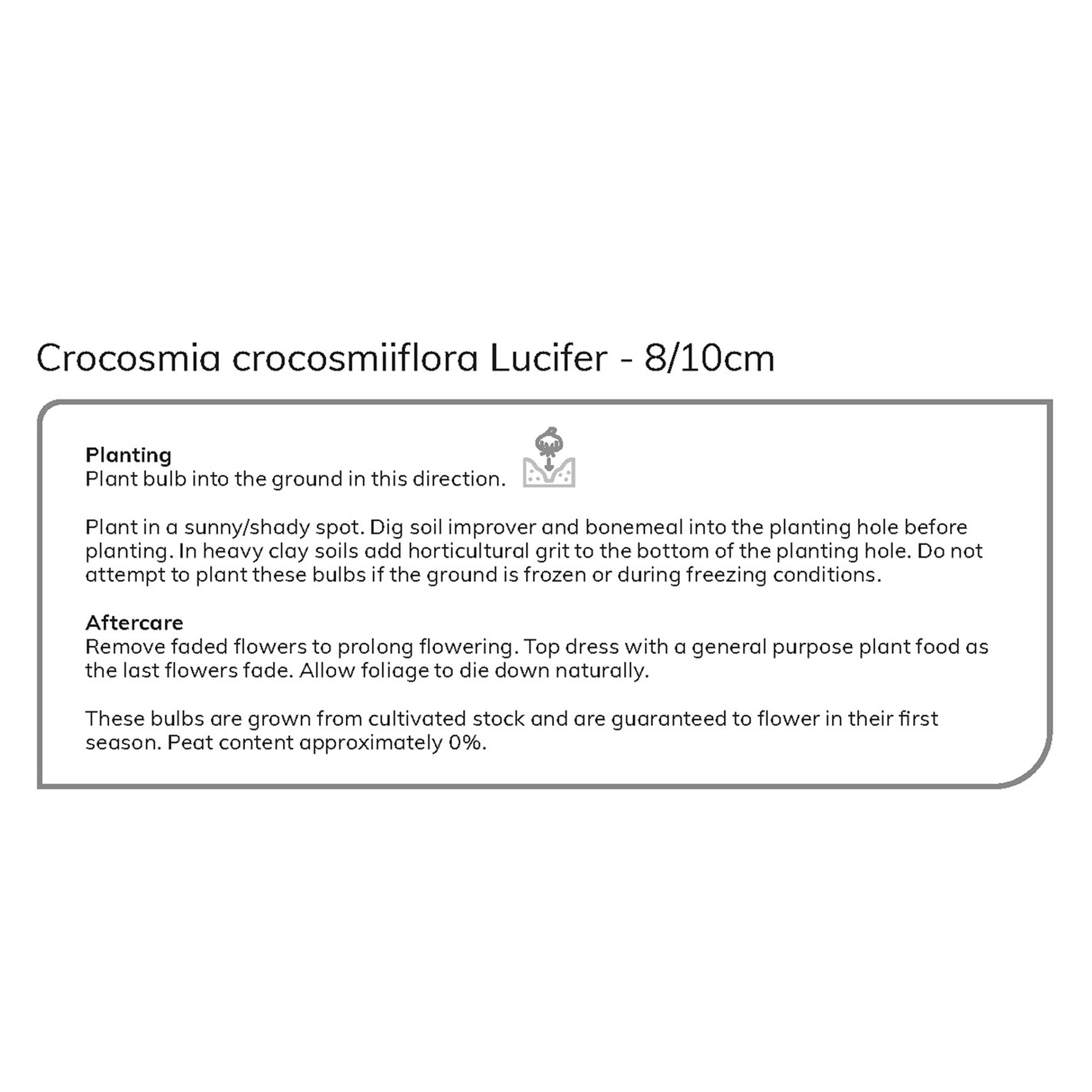 Crocosmia Lucifer 10 Flower bulbs
