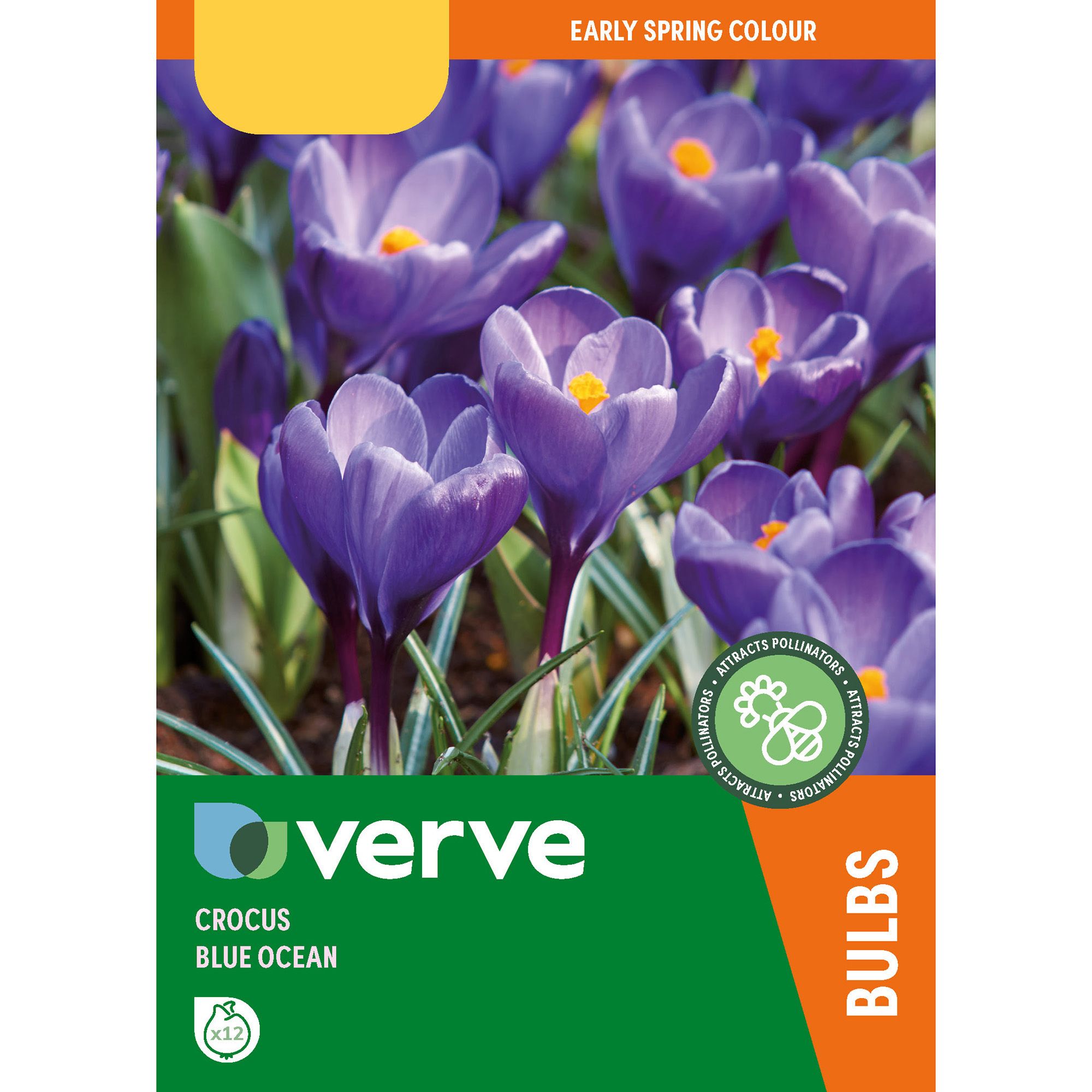 Crocus blue ocean Flower bulb, Pack of 12 DIY at B&Q