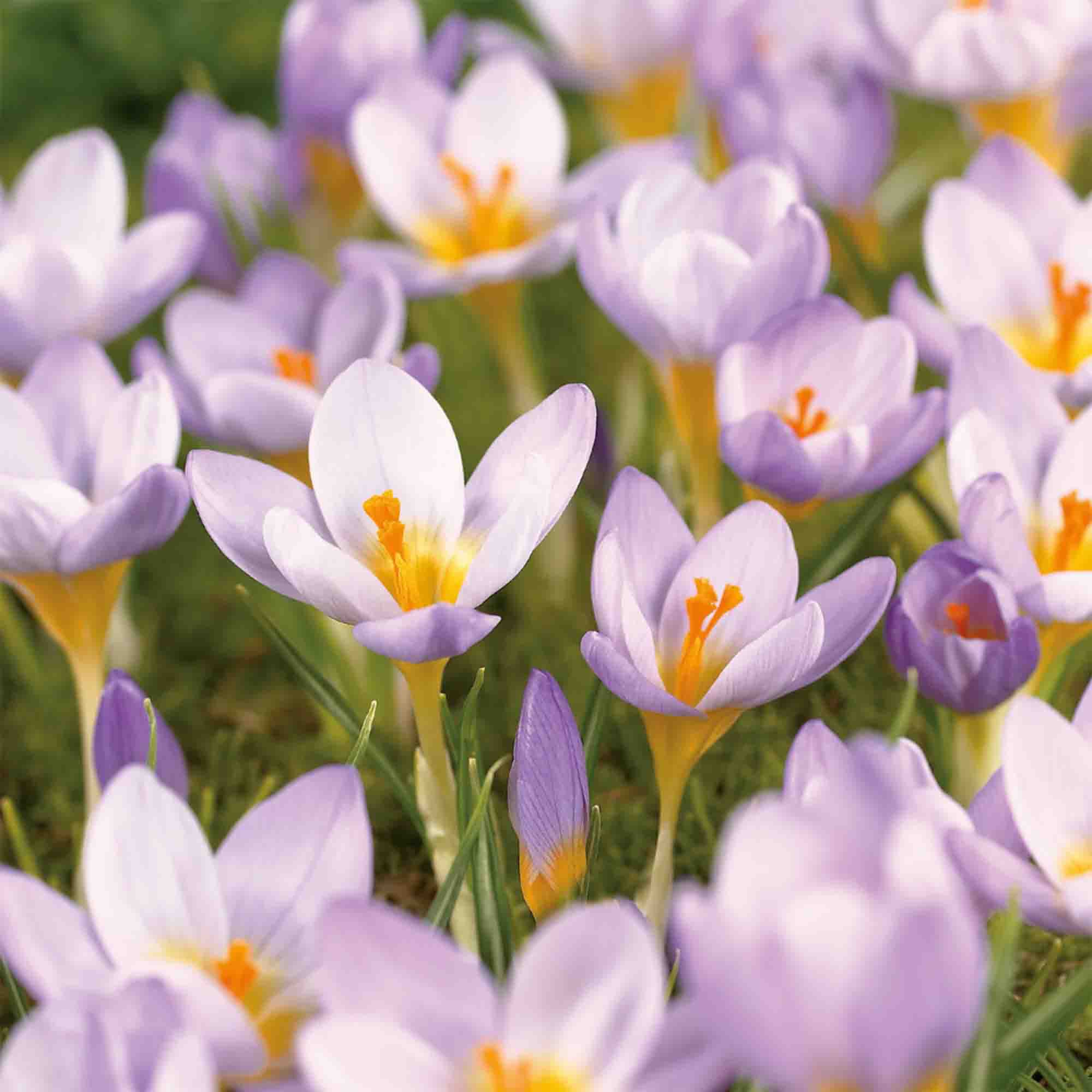 Crocus Firefly 12 Flower bulbs - 4