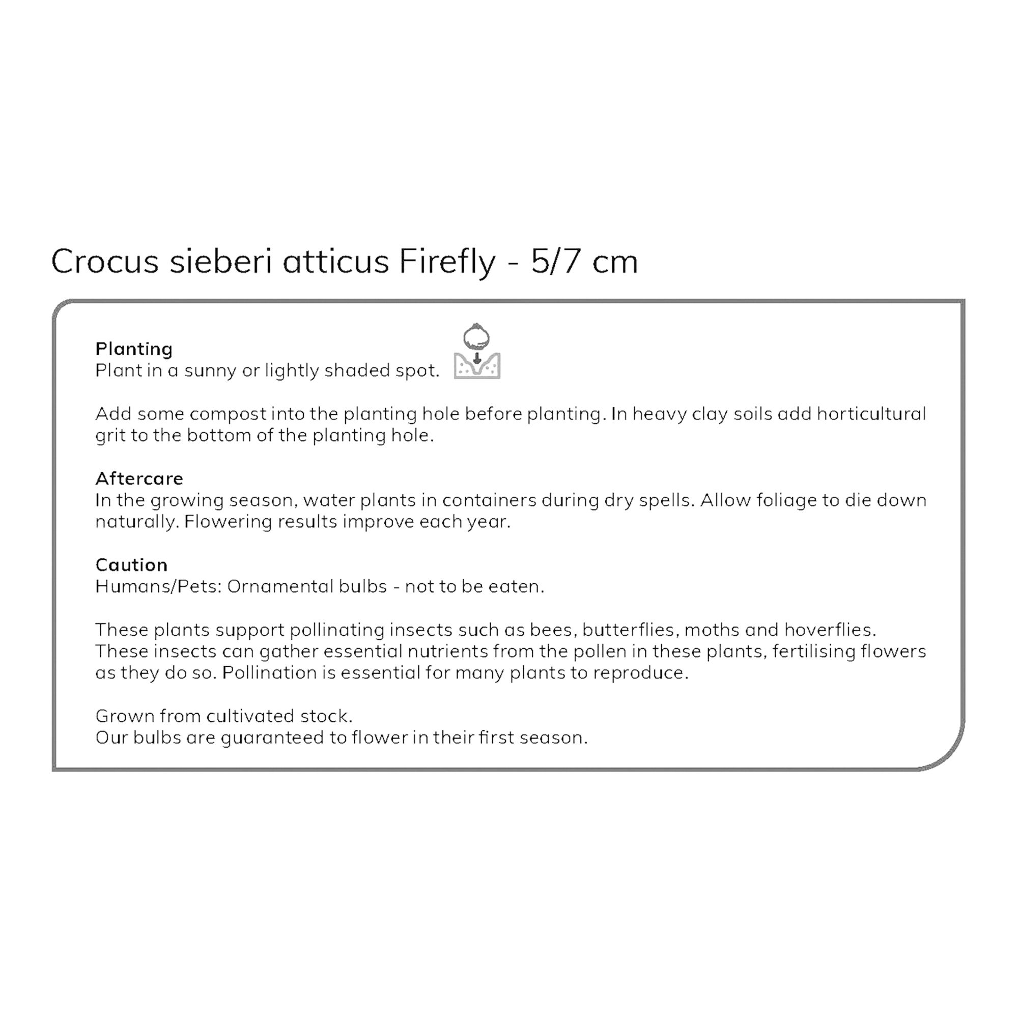 Crocus Firefly 12 Flower bulbs