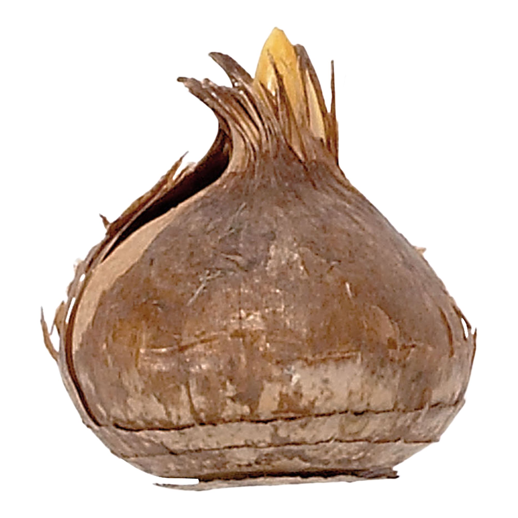 Crocus Firefly 12 Flower bulbs - 5