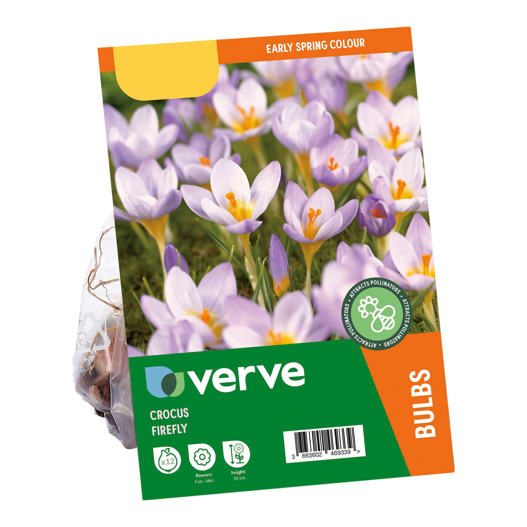 Crocus Firefly 12 Flower bulbs - 3