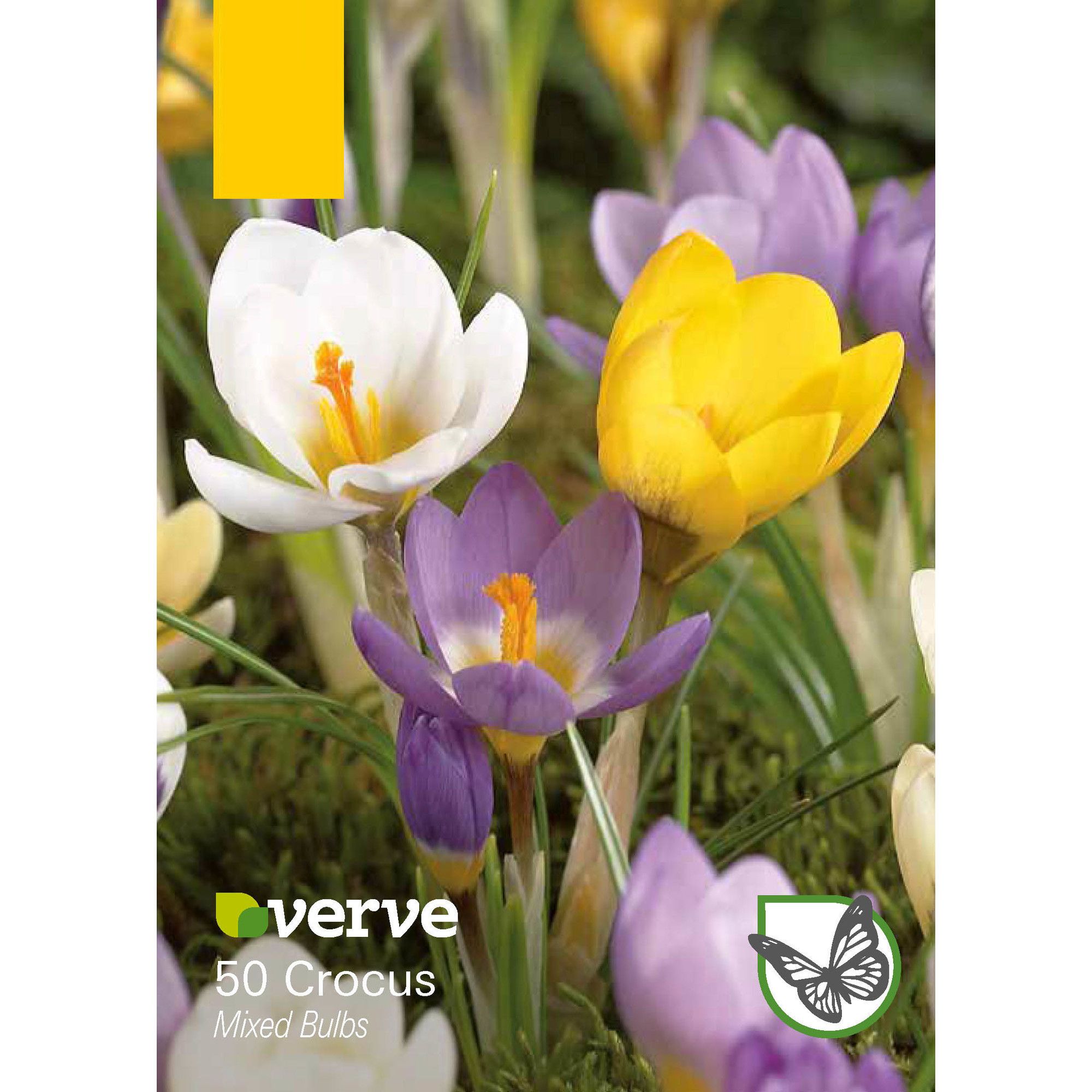 Crocus Flower bulb, Pack of 30 DIY at B&Q