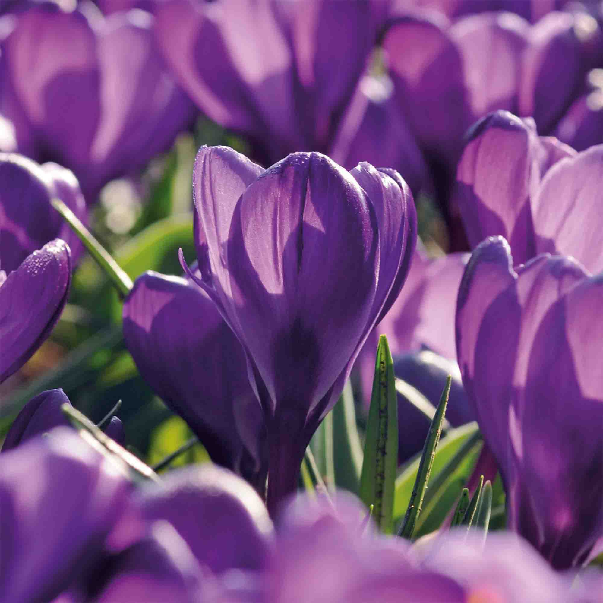Crocus Flower Record 12 Flower bulbs - 4