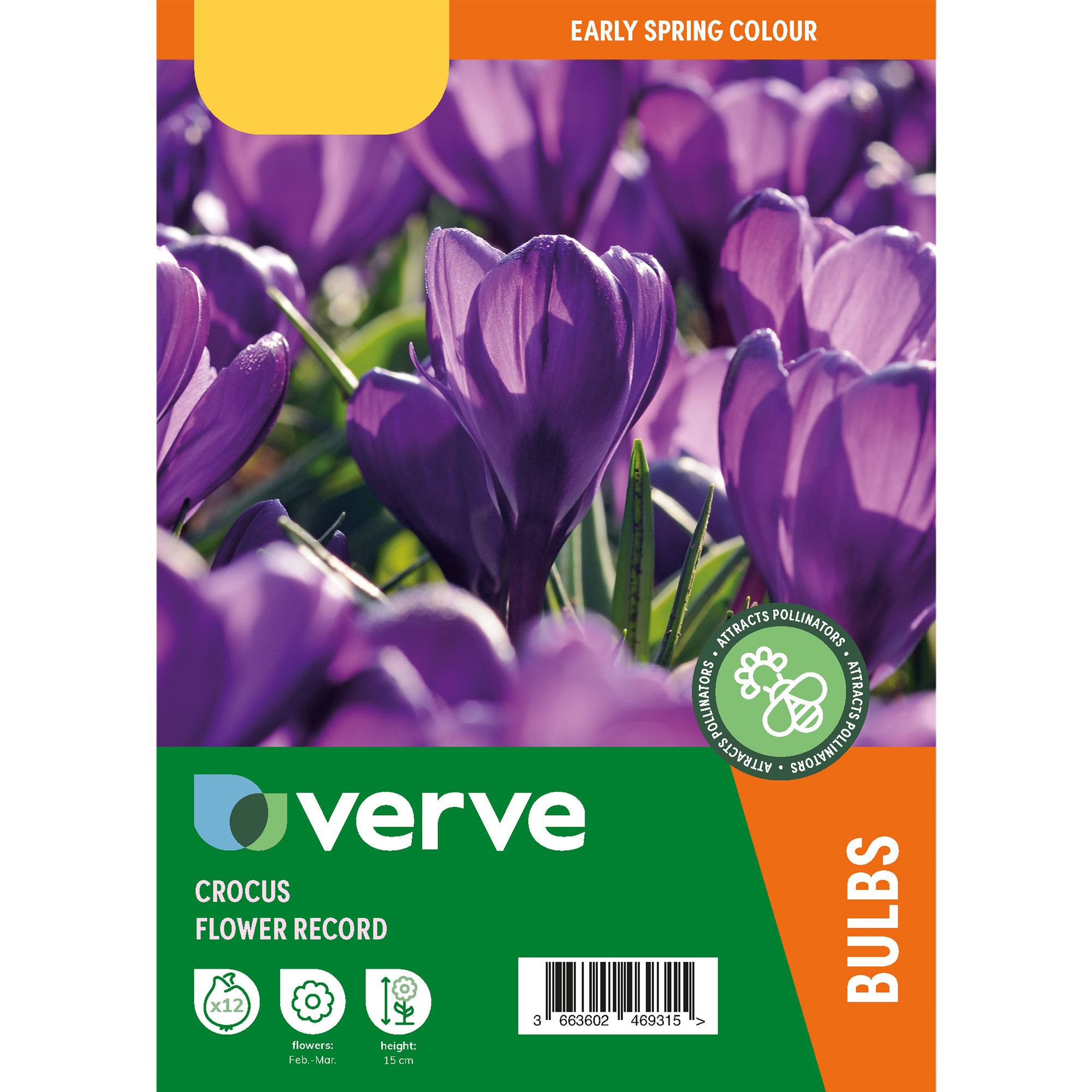 Crocus Flower Record 12 Flower bulbs