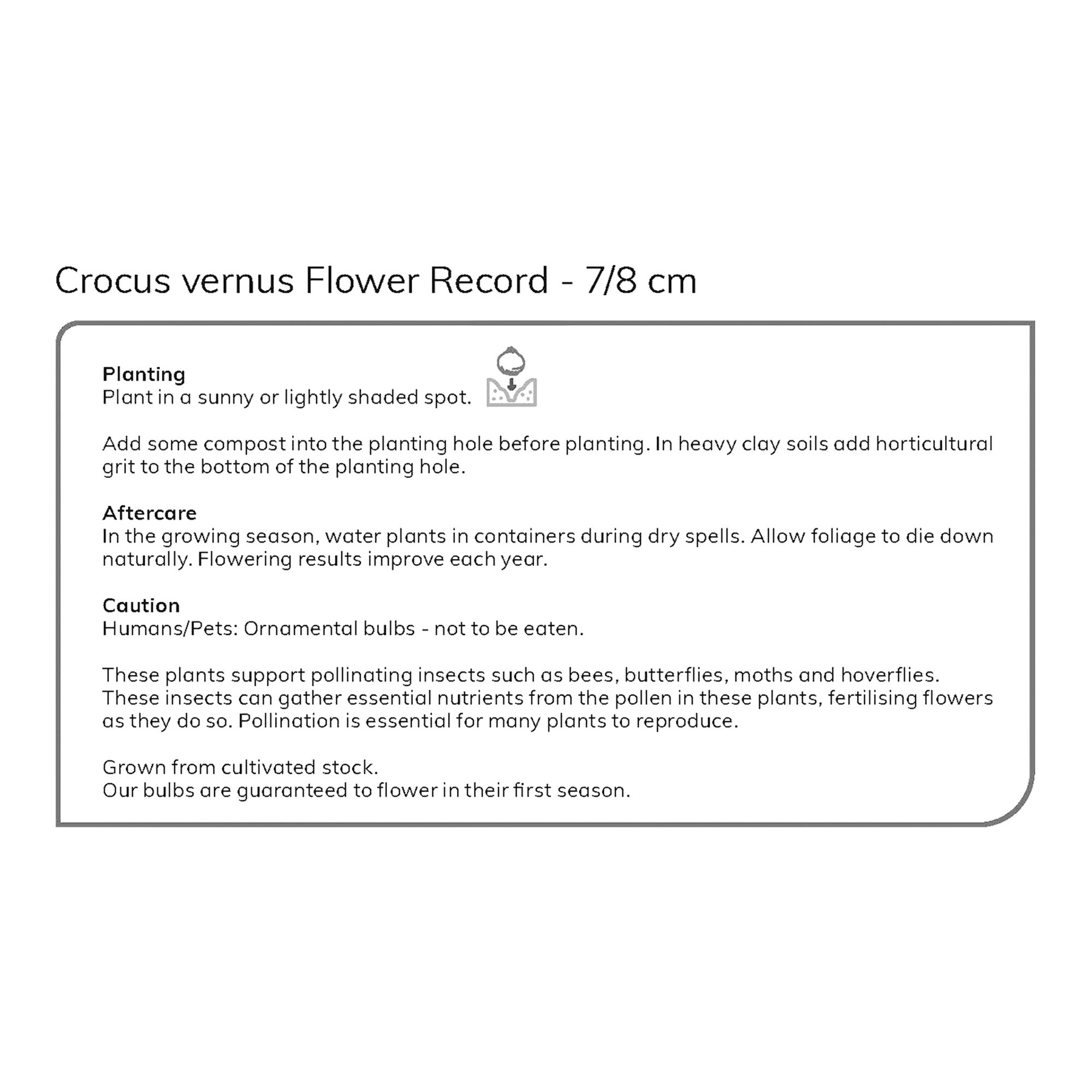 Crocus Flower Record 12 Flower bulbs