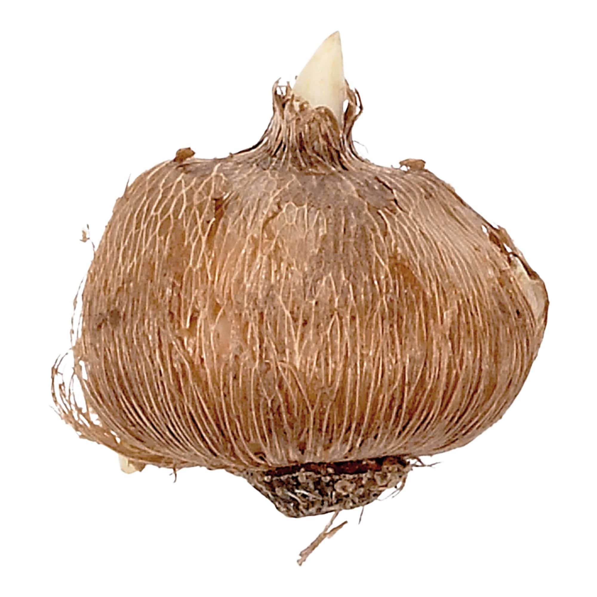 Crocus Flower Record 12 Flower bulbs - 5