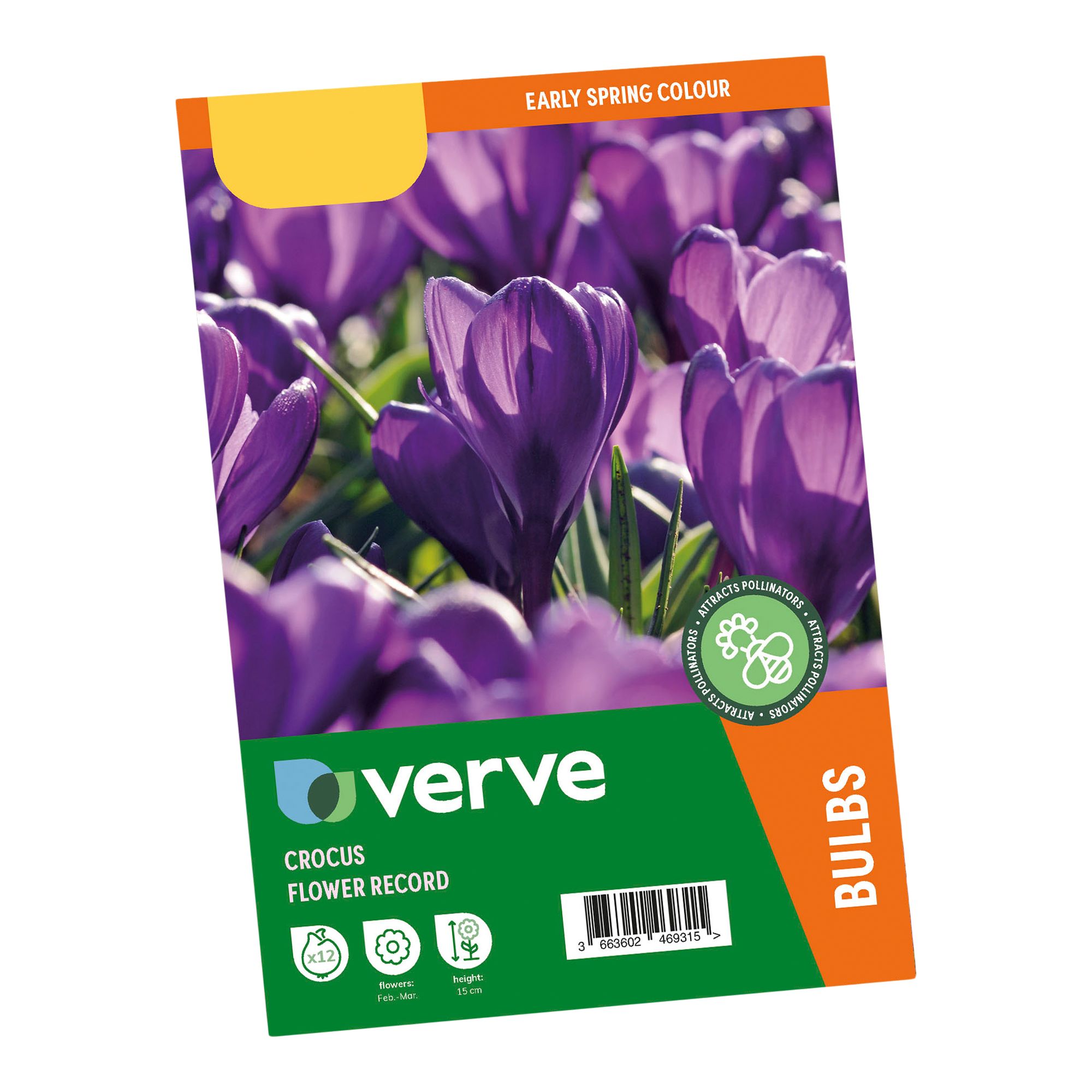 Crocus Flower Record 12 Flower bulbs - 3
