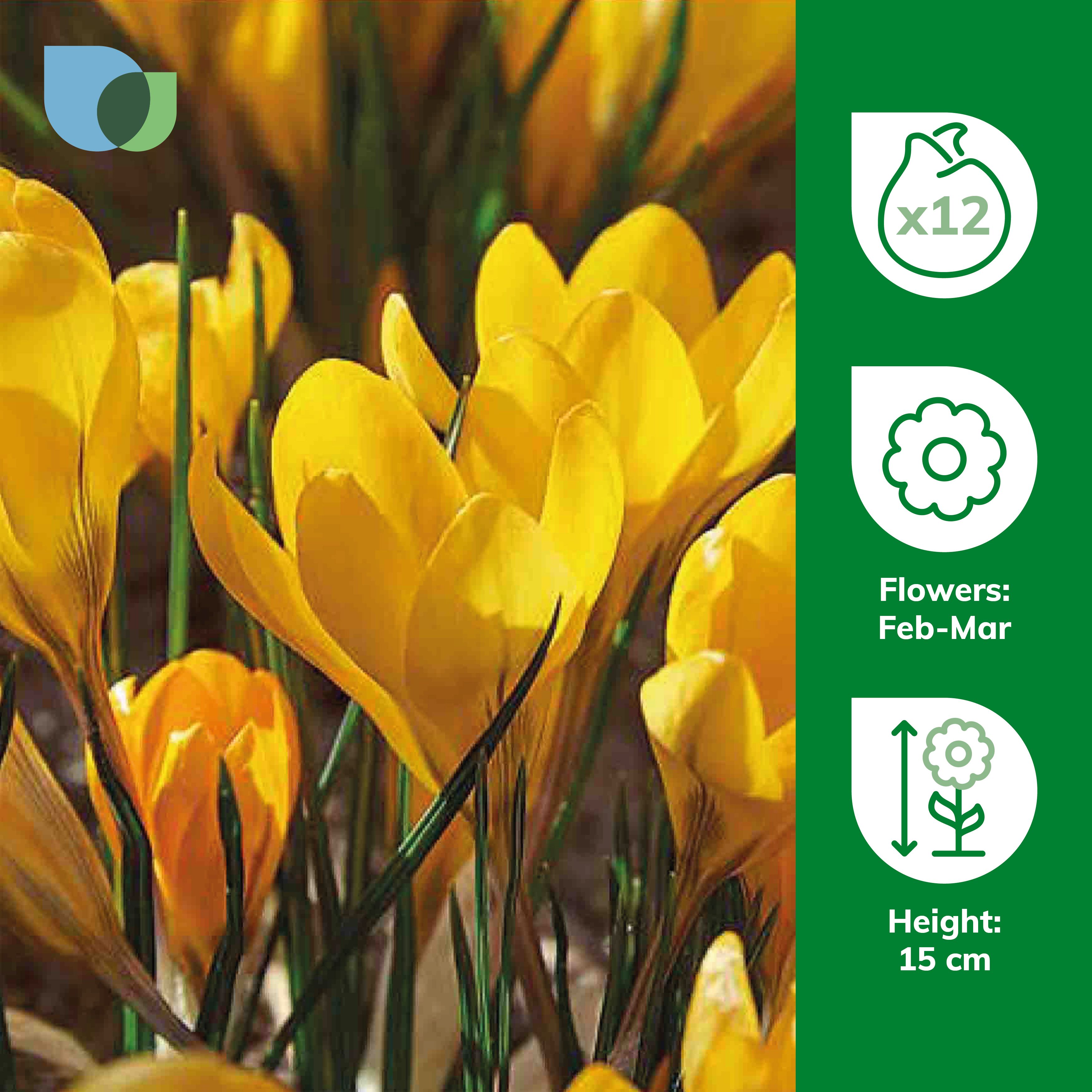 Crocus Golden Yellow 12 Flower bulbs - 4