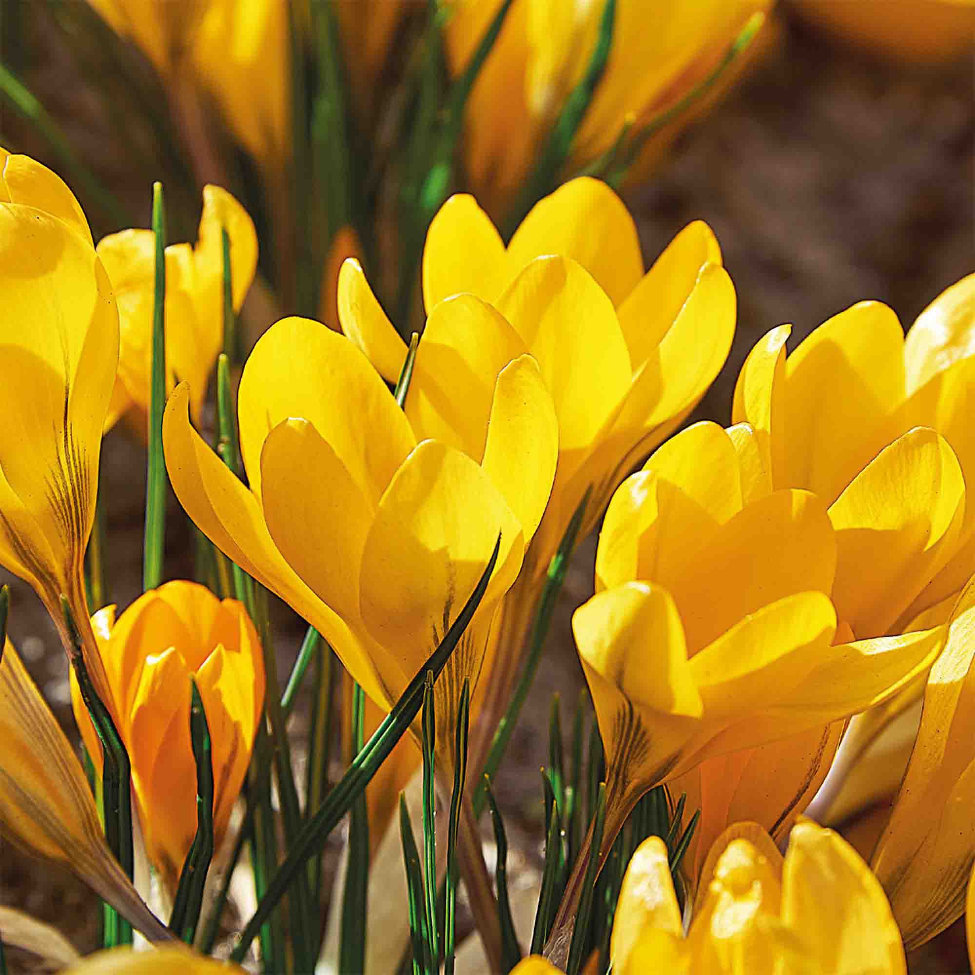 Crocus Golden Yellow 12 Flower bulbs - 6