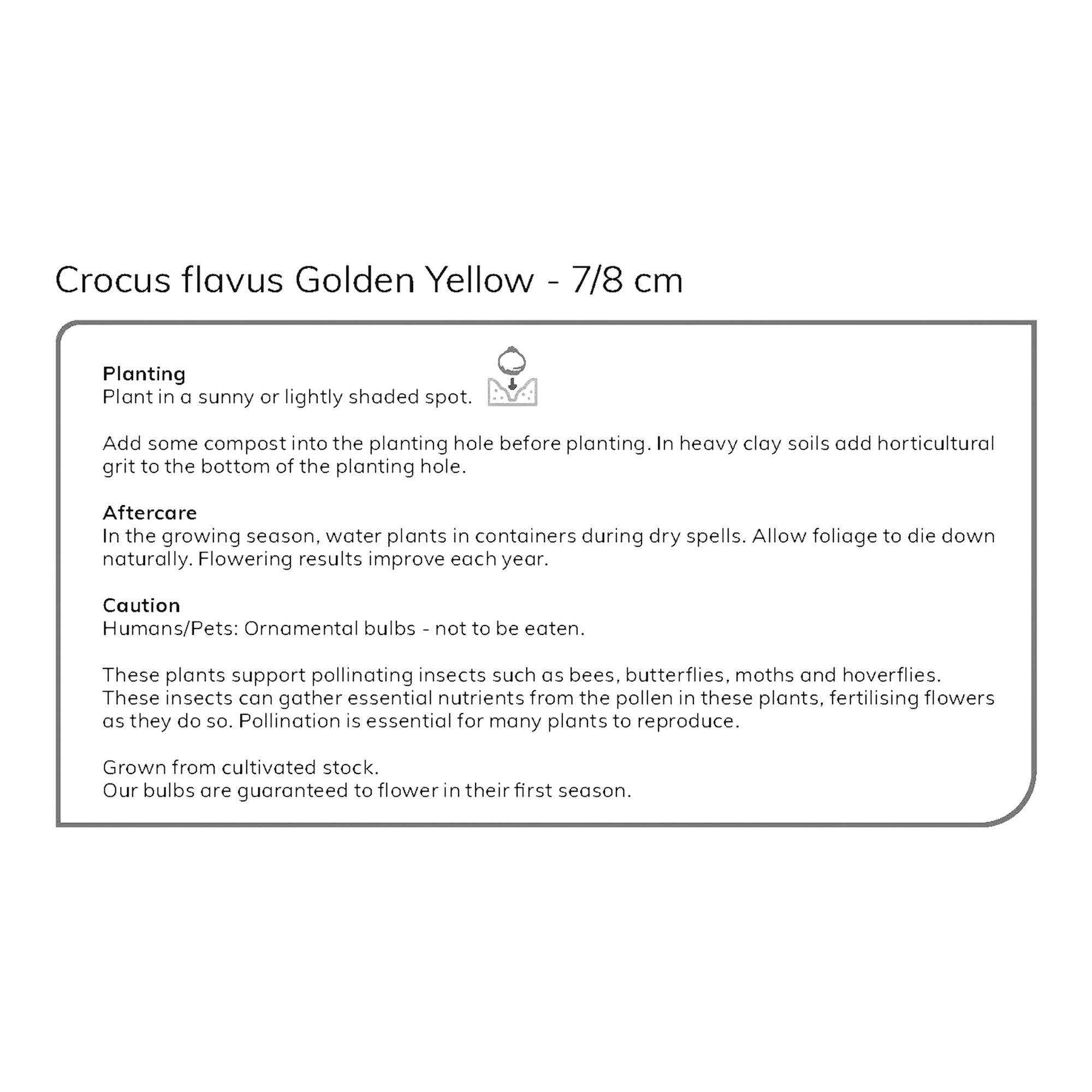 Crocus Golden Yellow 12 Flower bulbs - 5