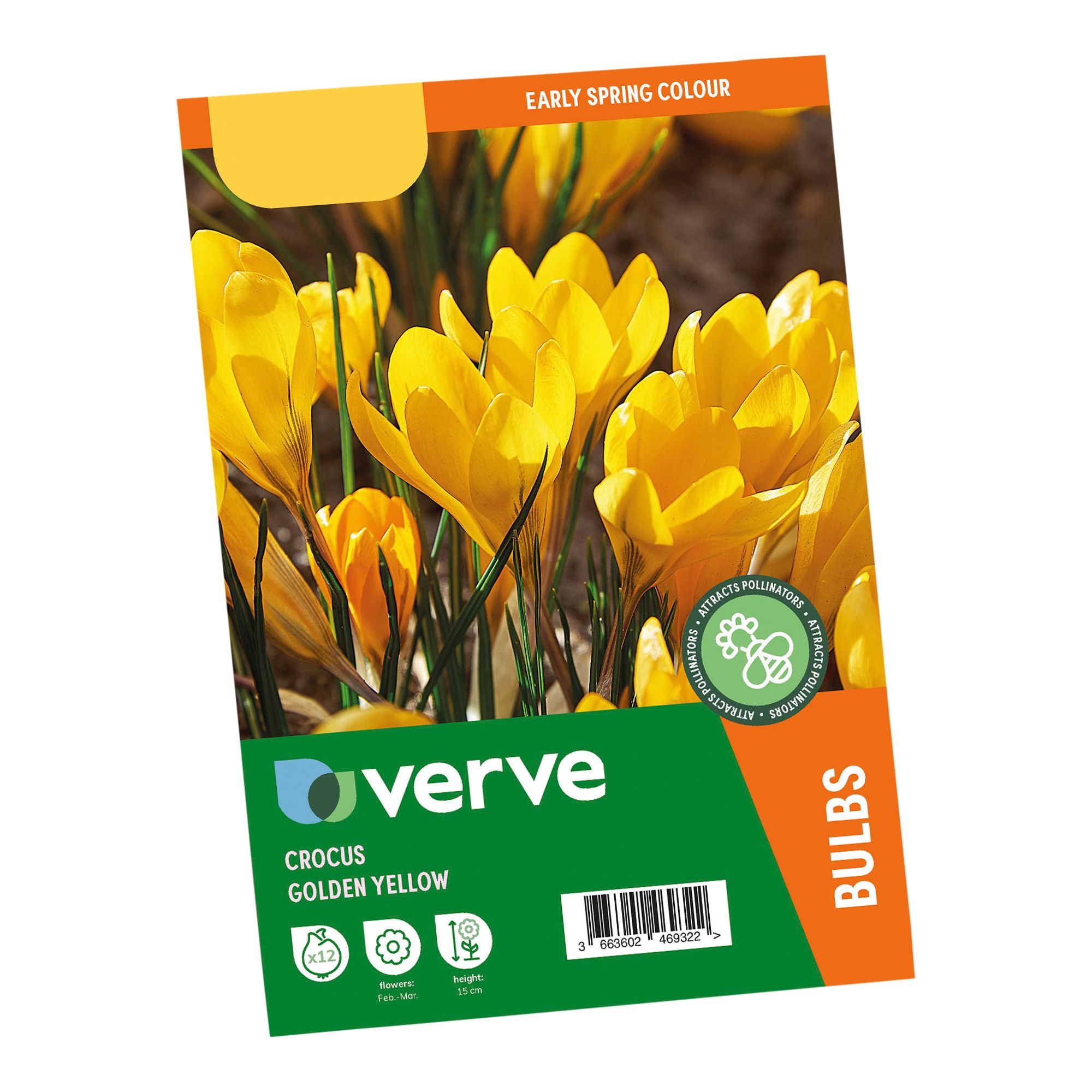 Crocus Golden Yellow 12 Flower bulbs - 8