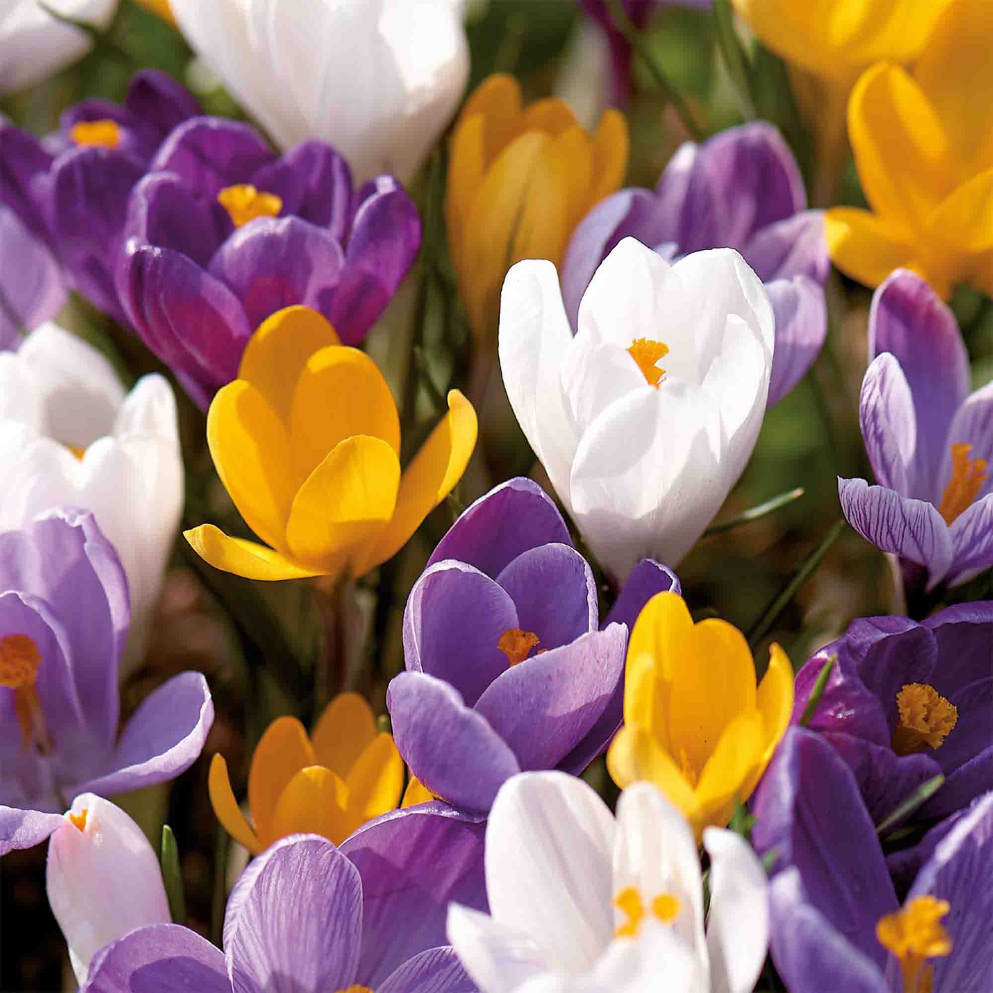 Crocus Mixed (Large flowering) 30 Flower bulbs