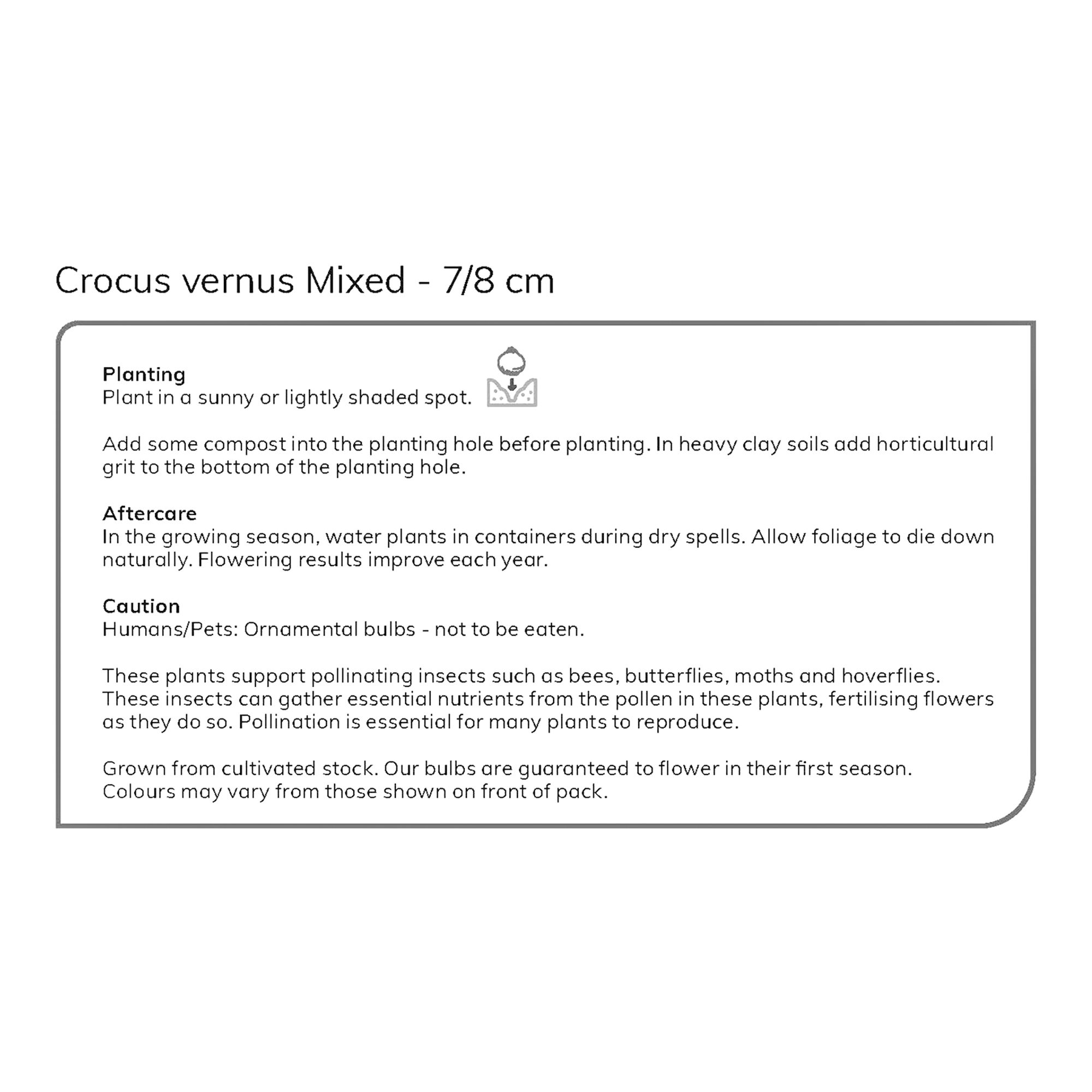 Crocus Mixed (Large flowering) 30 Flower bulbs - 5