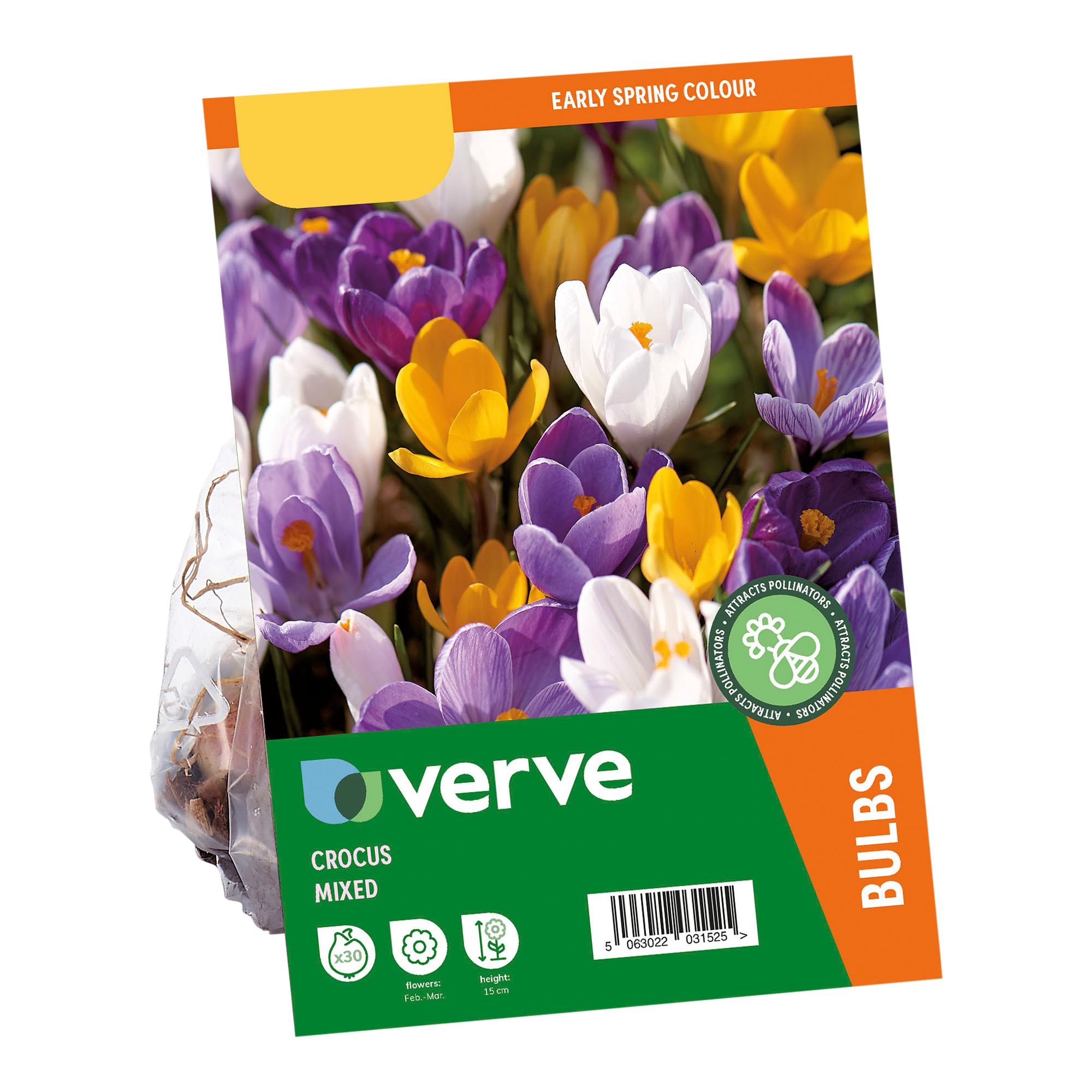 Crocus Mixed (Large flowering) 30 Flower bulbs - 3