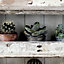 Cycas Multicolour Cactus Smooth Wallpaper