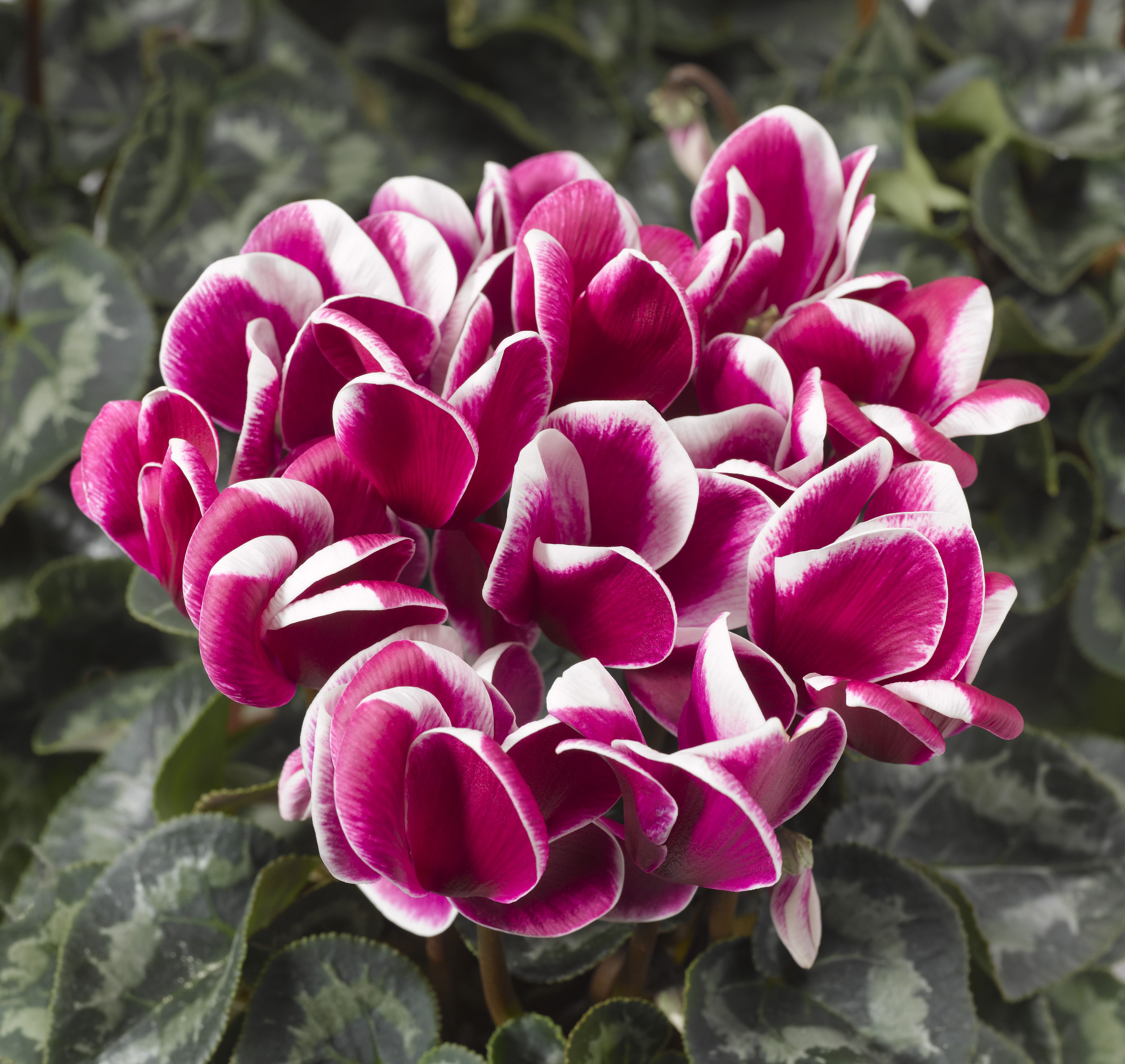 Cyclamen Autumn Bedding plant 13cm, Pack of 4