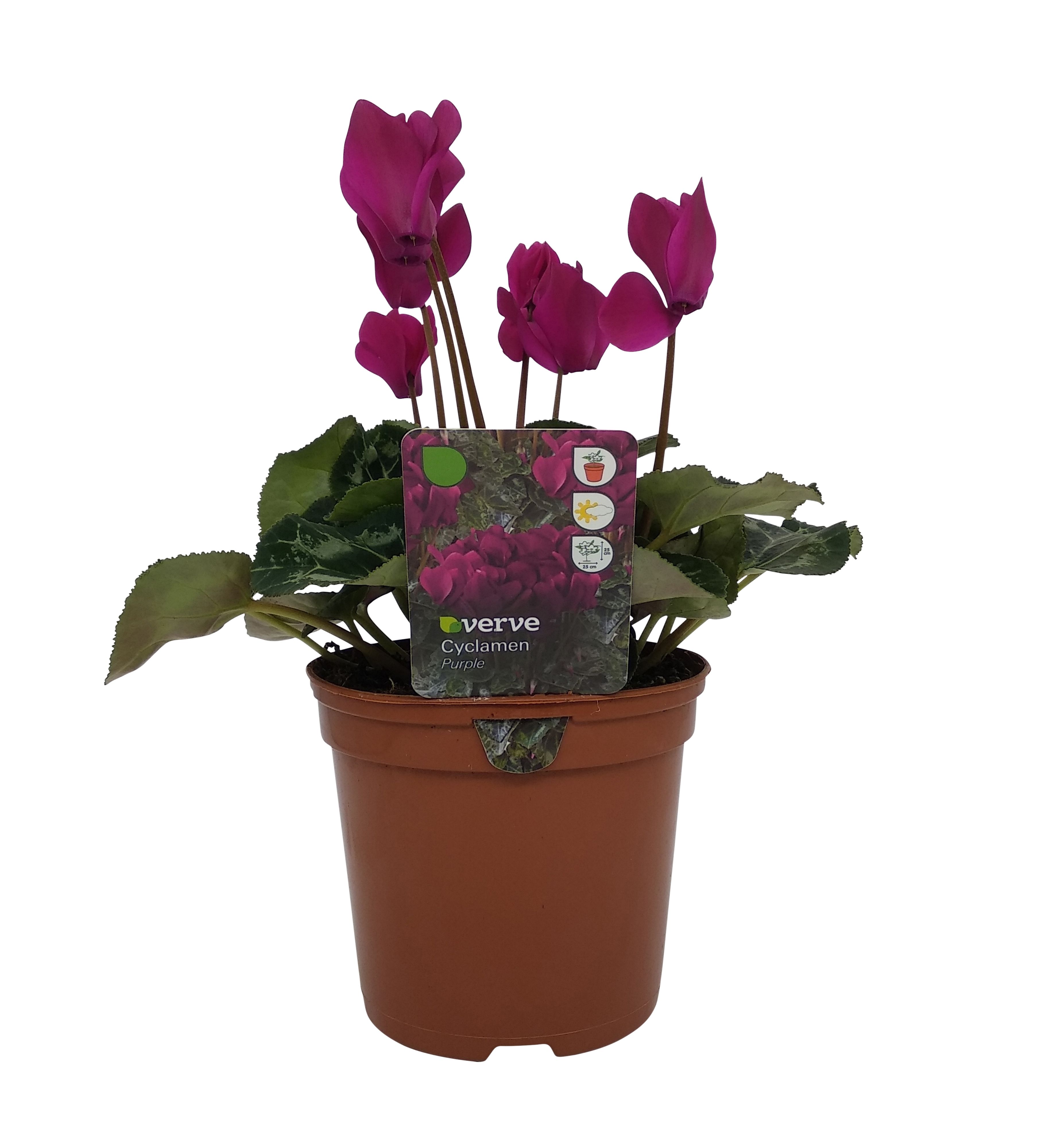 Cyclamen Autumn Bedding plant 13cm, Pack of 4