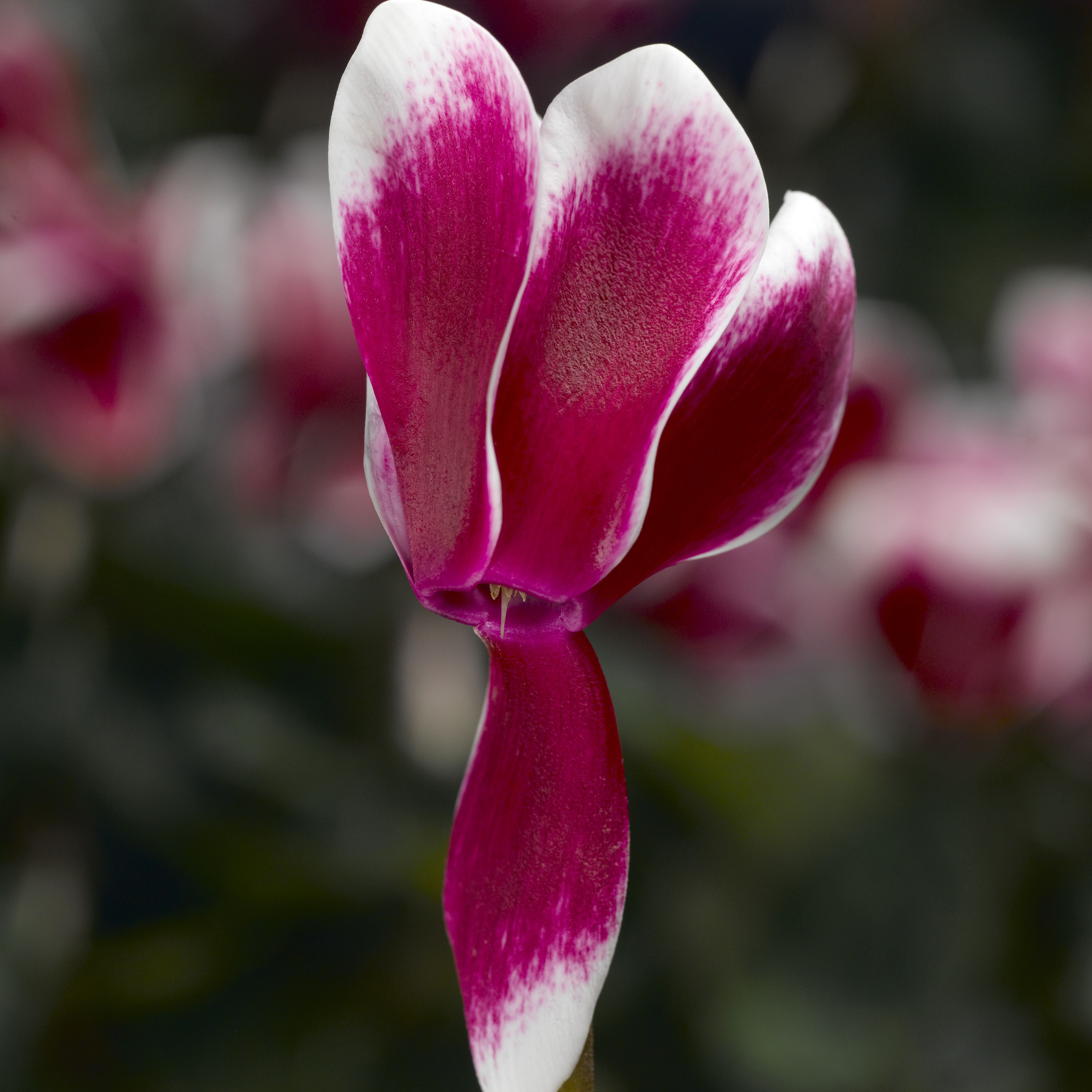 Cyclamen Autumn Bedding plant 13cm, Pack of 4
