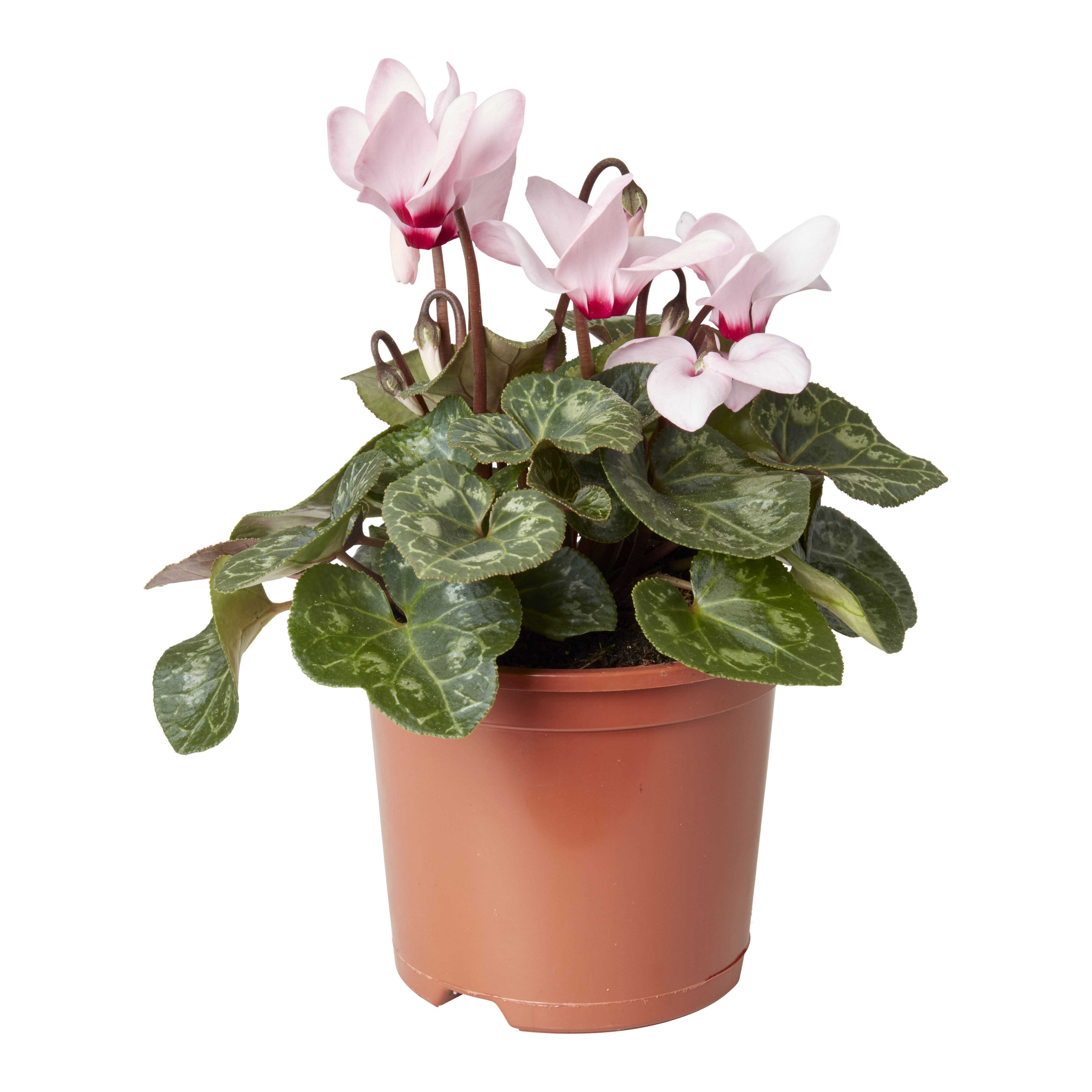 Cyclamen Autumn Bedding plant 13cm, Pack of 4 DIY at B&Q