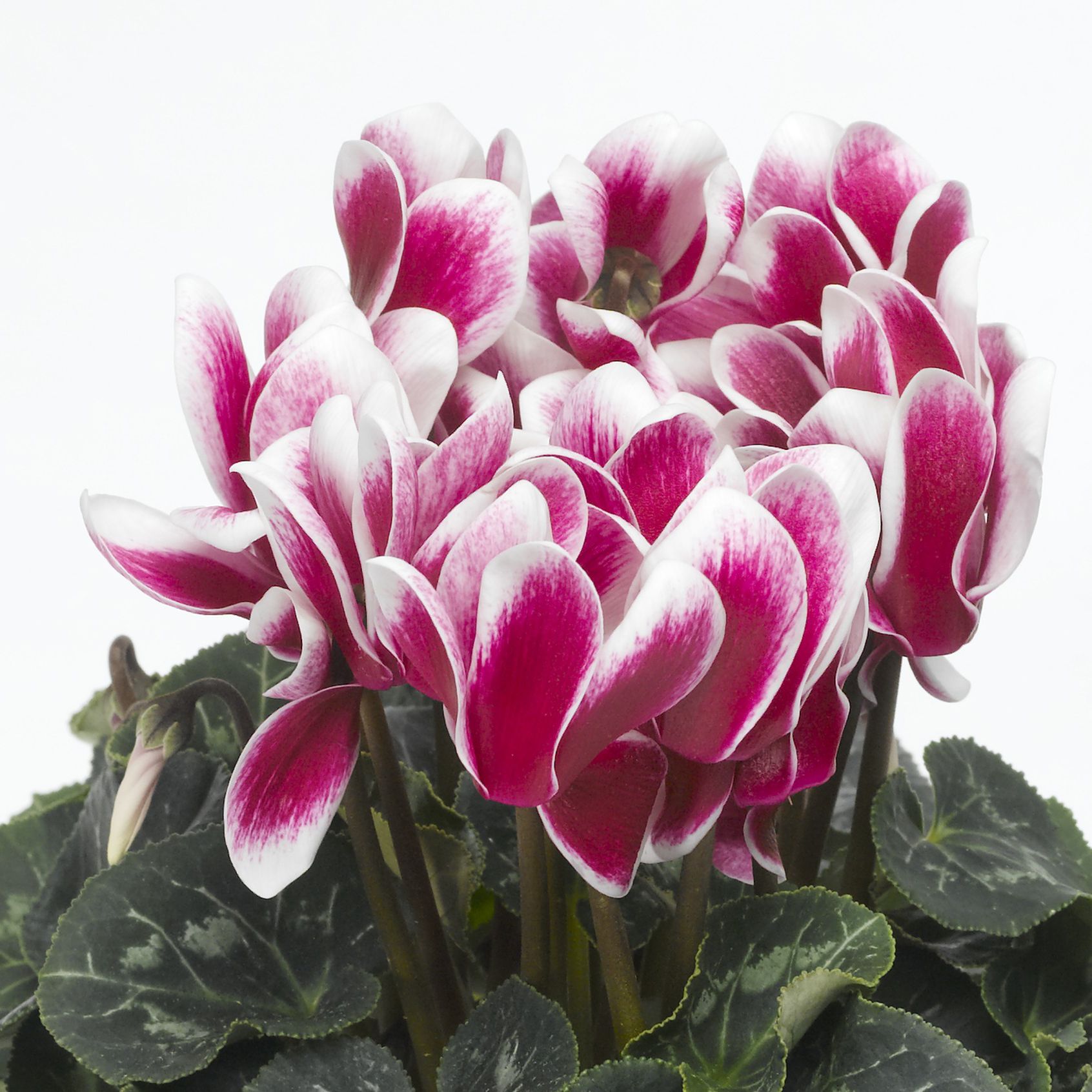 Cyclamen Autumn Bedding plant 13cm, Pack of 4