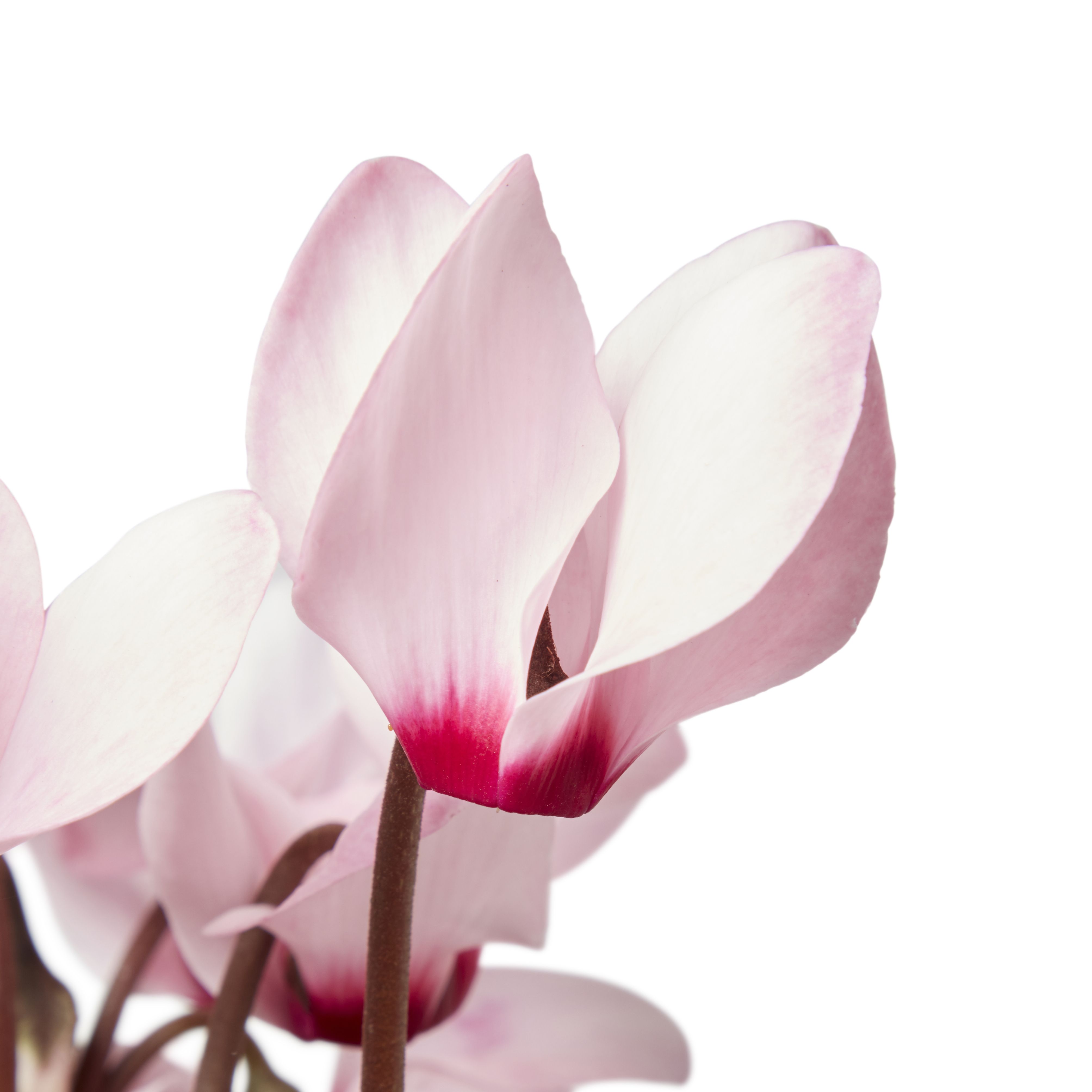 Cyclamen Autumn Bedding plant 13cm, Pack of 4