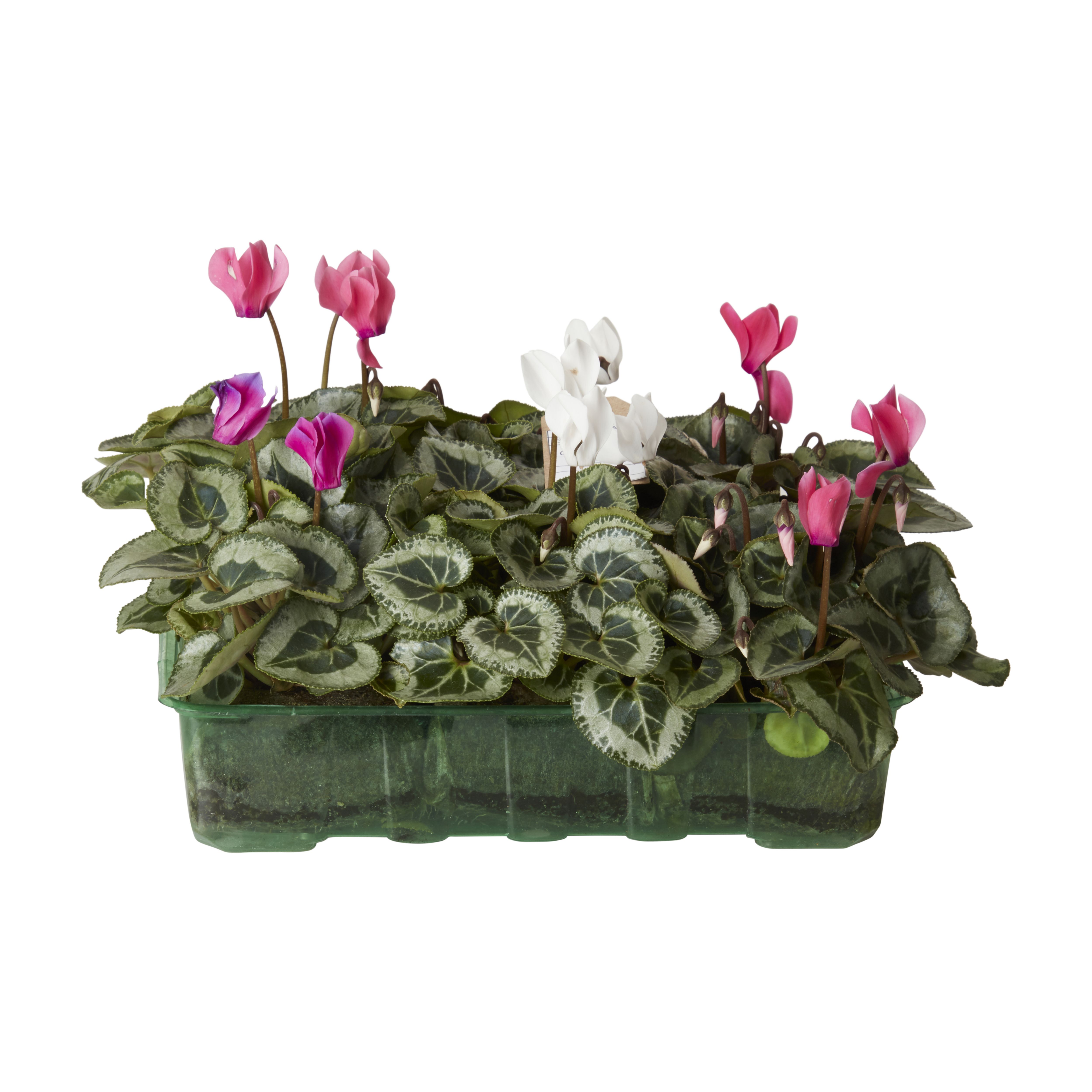 Cyclamen Autumn Bedding plant, Pack of 6