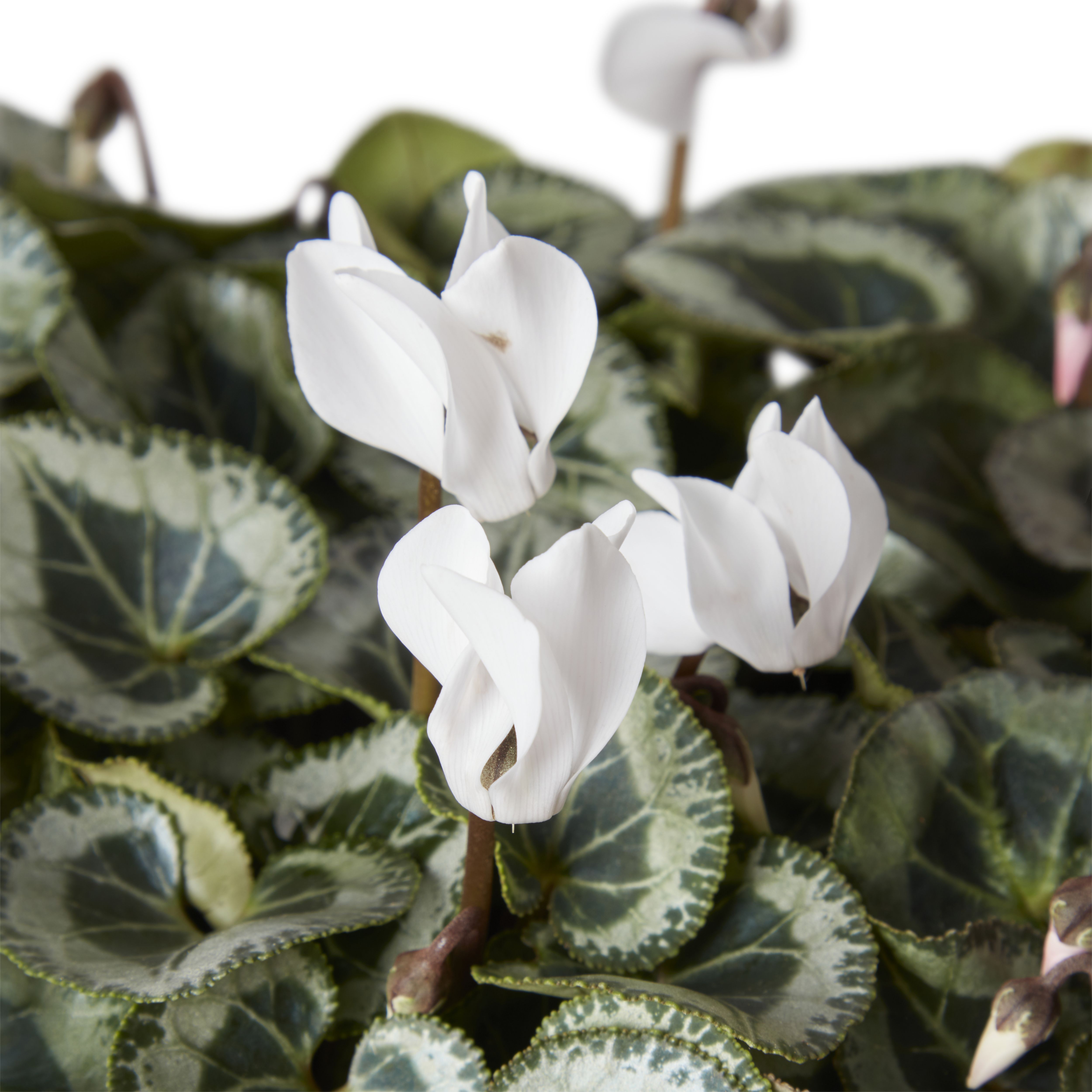 Cyclamen Autumn Bedding plant, Pack of 6
