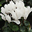 Cyclamen Mono Autumn Bedding plant 10.5cm, Pack of 6