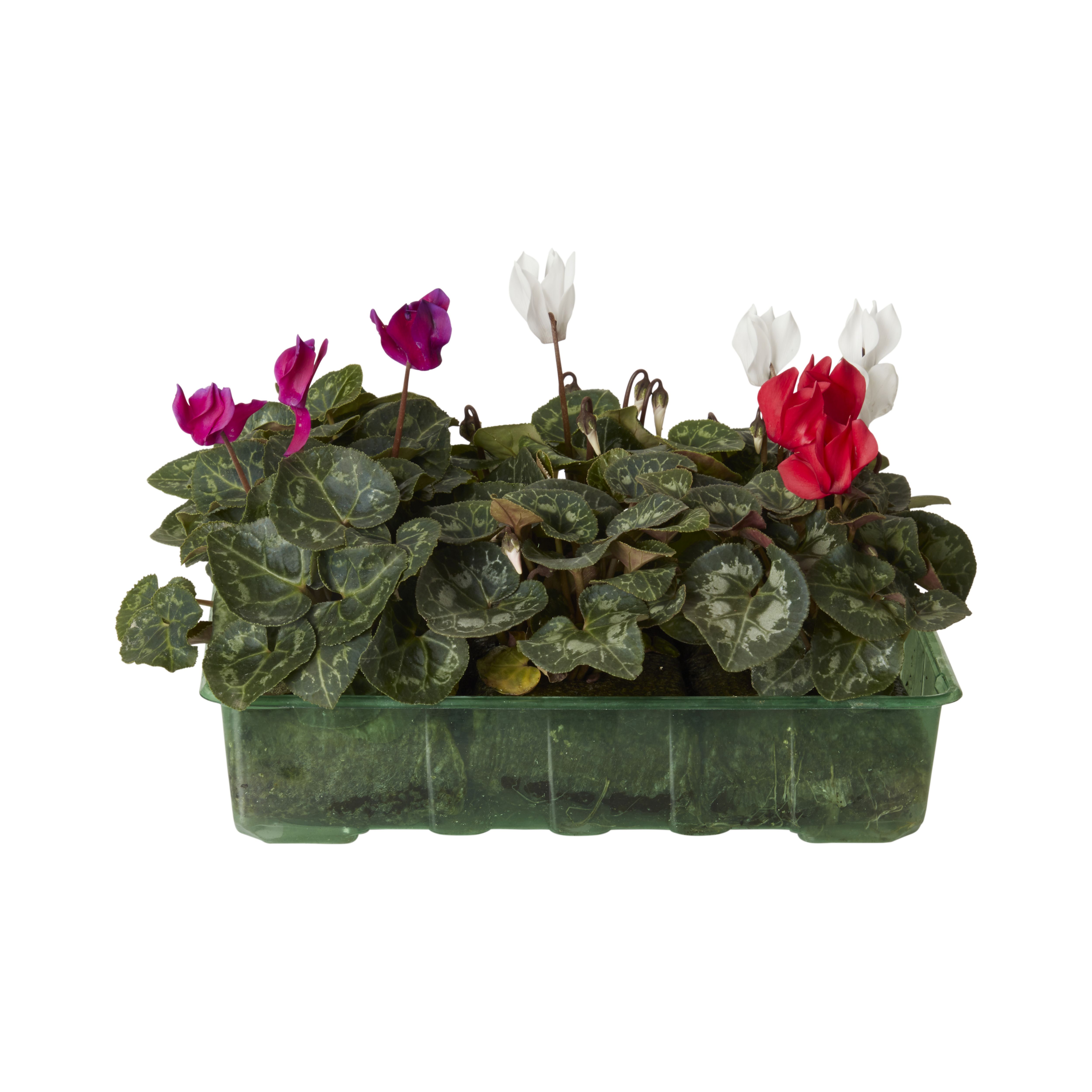 Cyclamen Strawberry dream Autumn Bedding plant, Pack of 6 DIY at B&Q