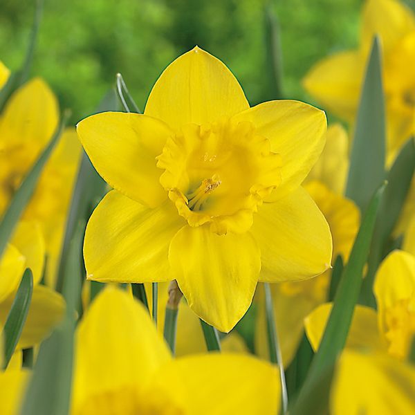 Daffodil bulbs DIY at B&Q