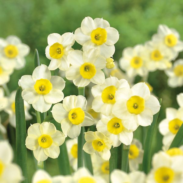 Daffodil bulbs | DIY at B&Q