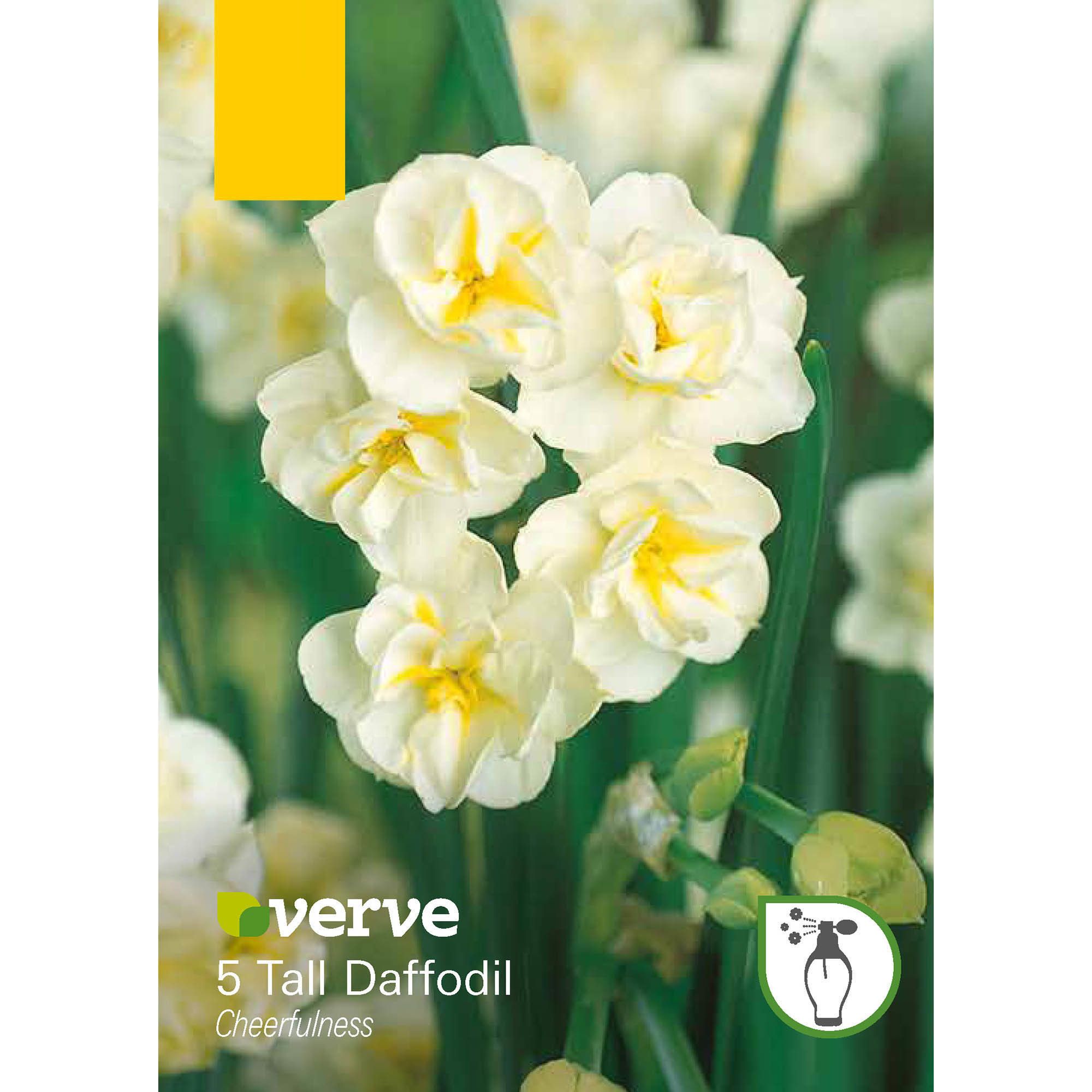 Daffodil Cheerfulness Flower Bulb Pack Of 8 Diy At B Q