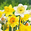 Daffodil Daffodil Flower bulb