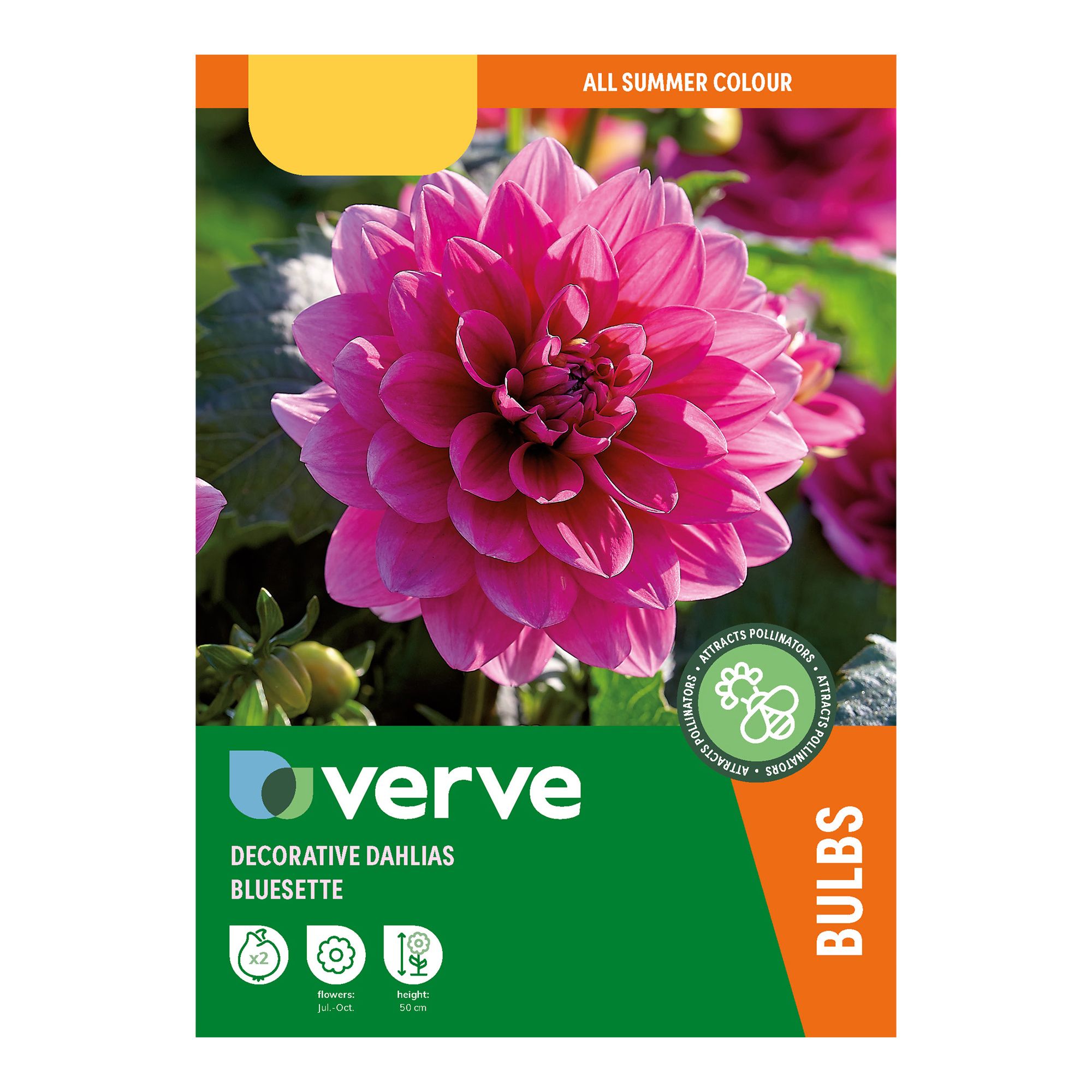 Dahlia Decorative Bluesette Pink Flower bulb Pack of 2