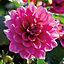 Dahlia Decorative Bluesette Pink Flower bulb Pack of 2
