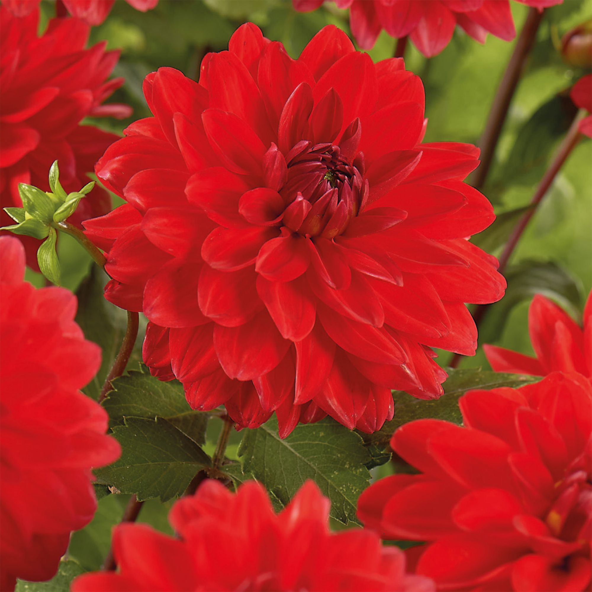 Dahlia Decorative Heatwave Flower bulb