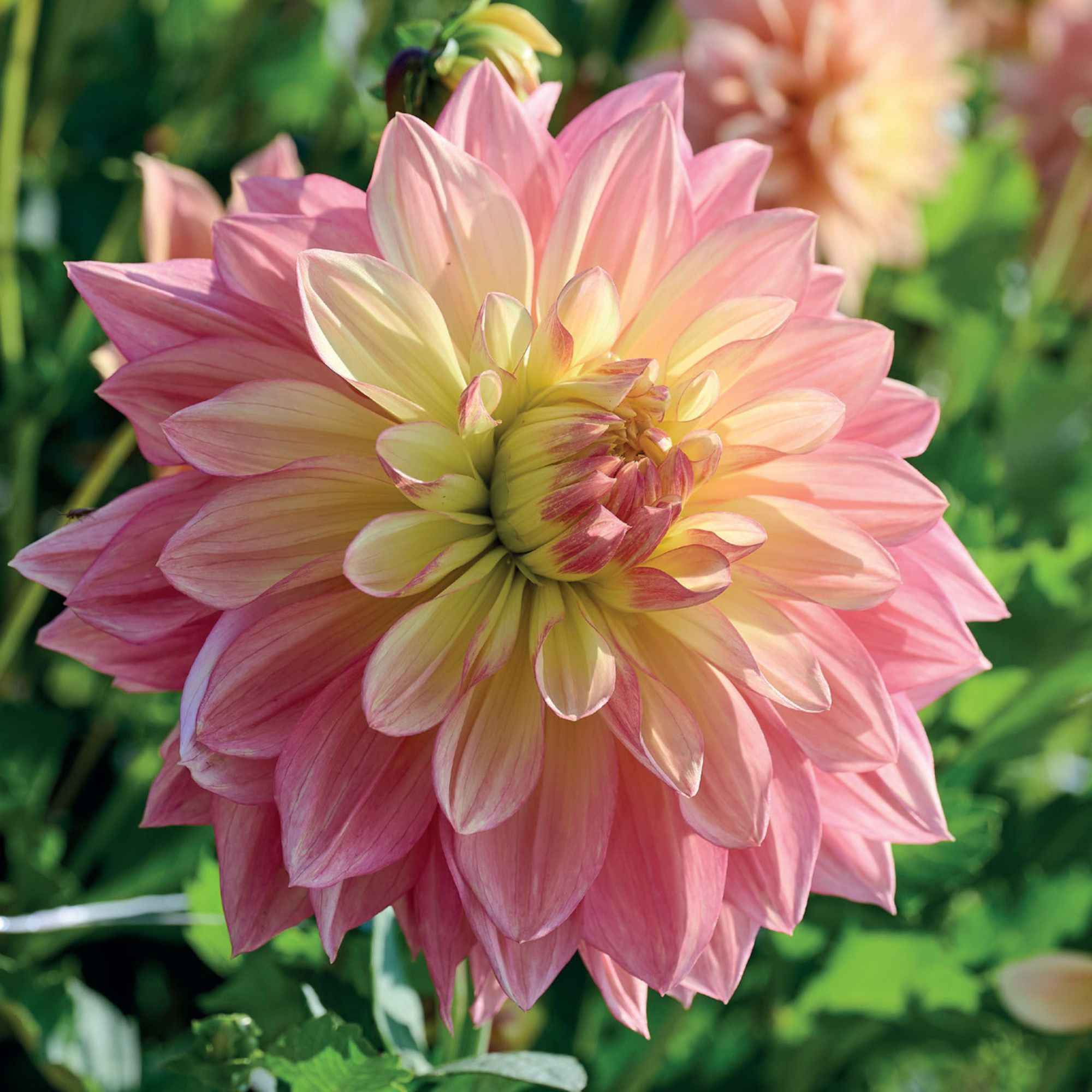 Dahlia Decorative Wanda's Aurora Flower bulb