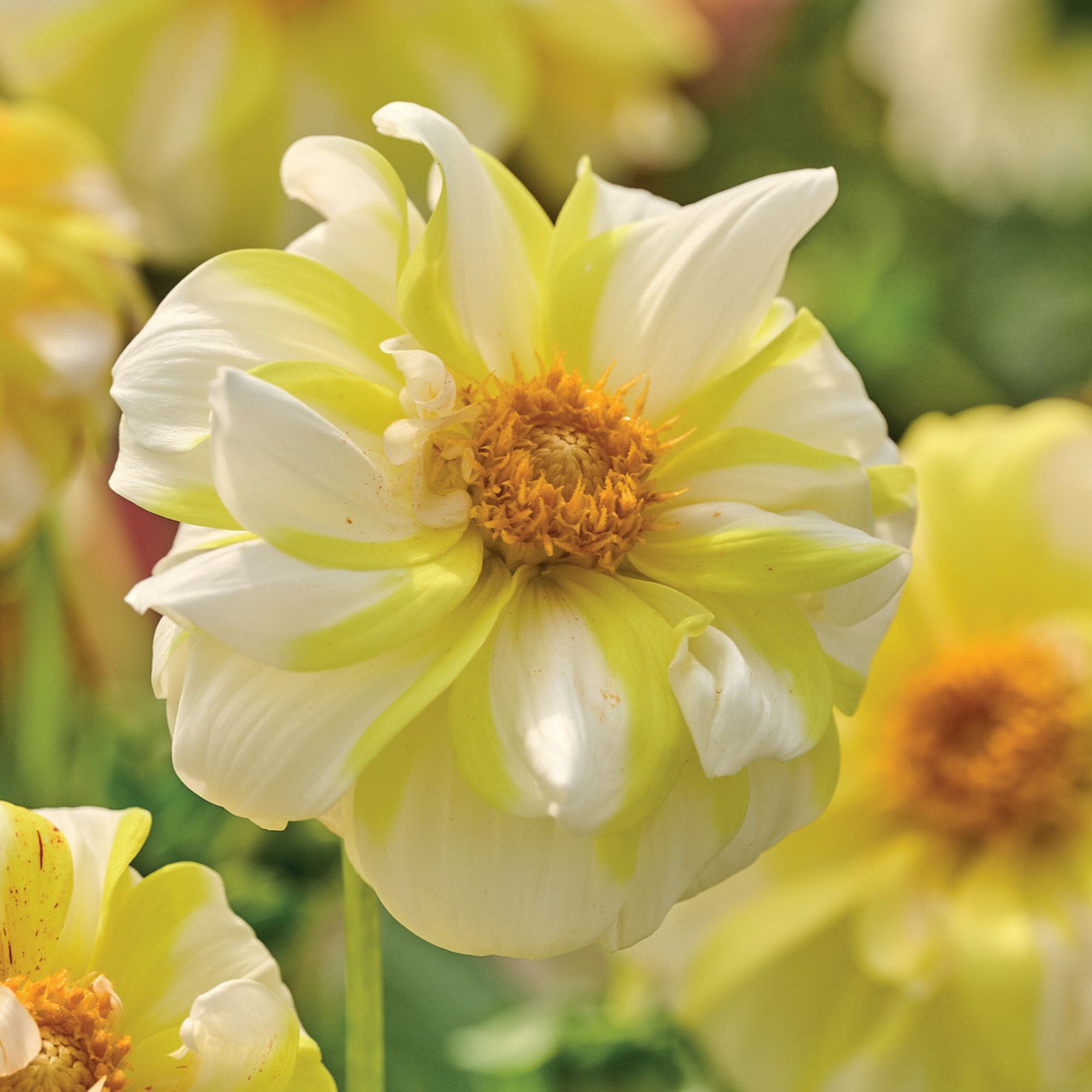 Dahlia Fire And Ice Lemon Flower bulb