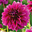 Dahlia Le Baron Purple Flower bulb Pack of 2