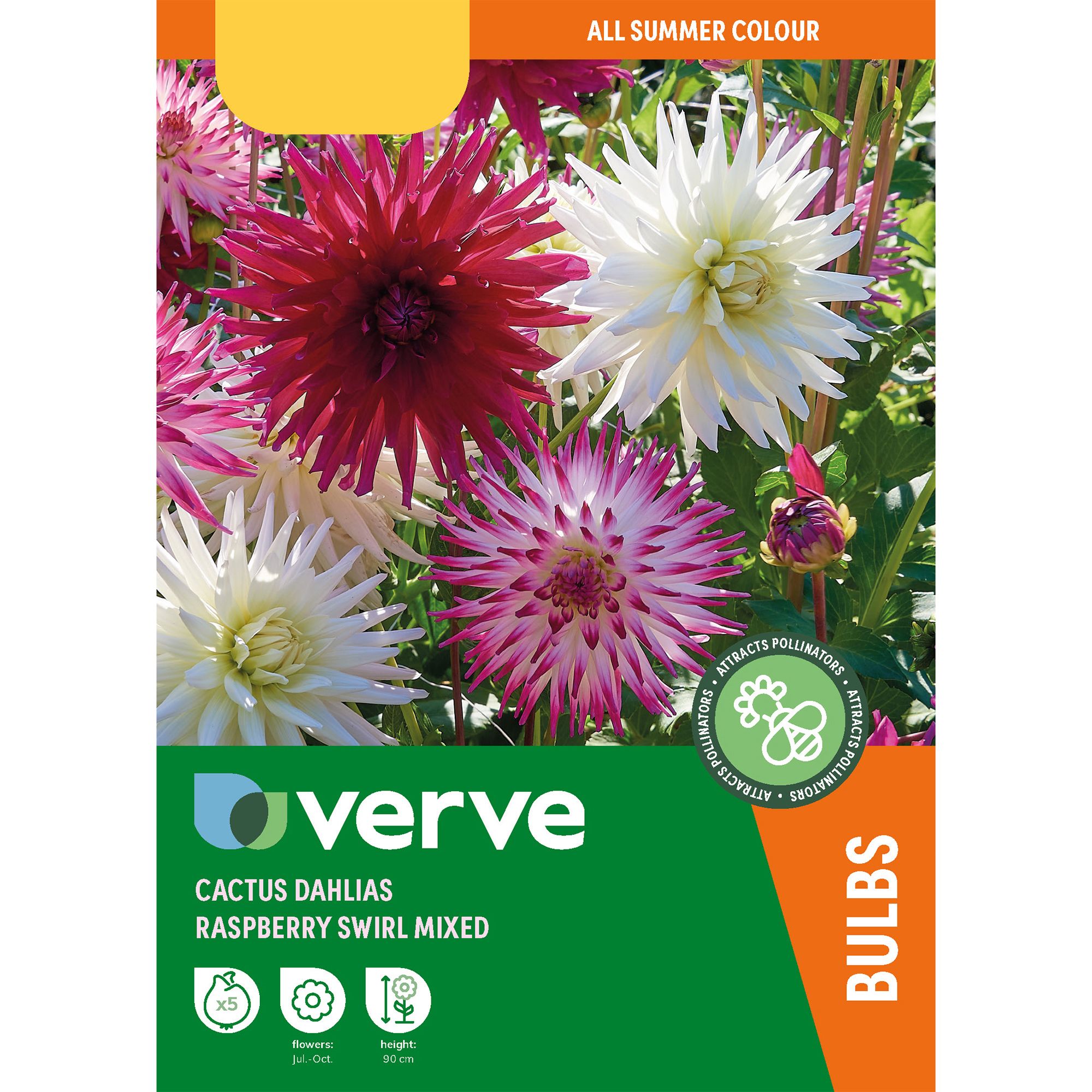Dahlia Raspberry Swirl Mixed 5 Flower bulbs