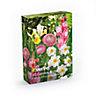 Dahlia Sneezy, Gladiolus Pink Event, Iris Symphony, Ranunculus asiaticus Pink Flower bulb, Pack of 45