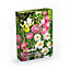 Dahlia Sneezy, Gladiolus Pink Event, Iris Symphony, Ranunculus asiaticus Pink Flower bulb, Pack of 45