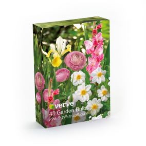 Dahlia Sneezy, Gladiolus Pink Event, Iris Symphony, Ranunculus asiaticus Pink Flower bulb, Pack of 45