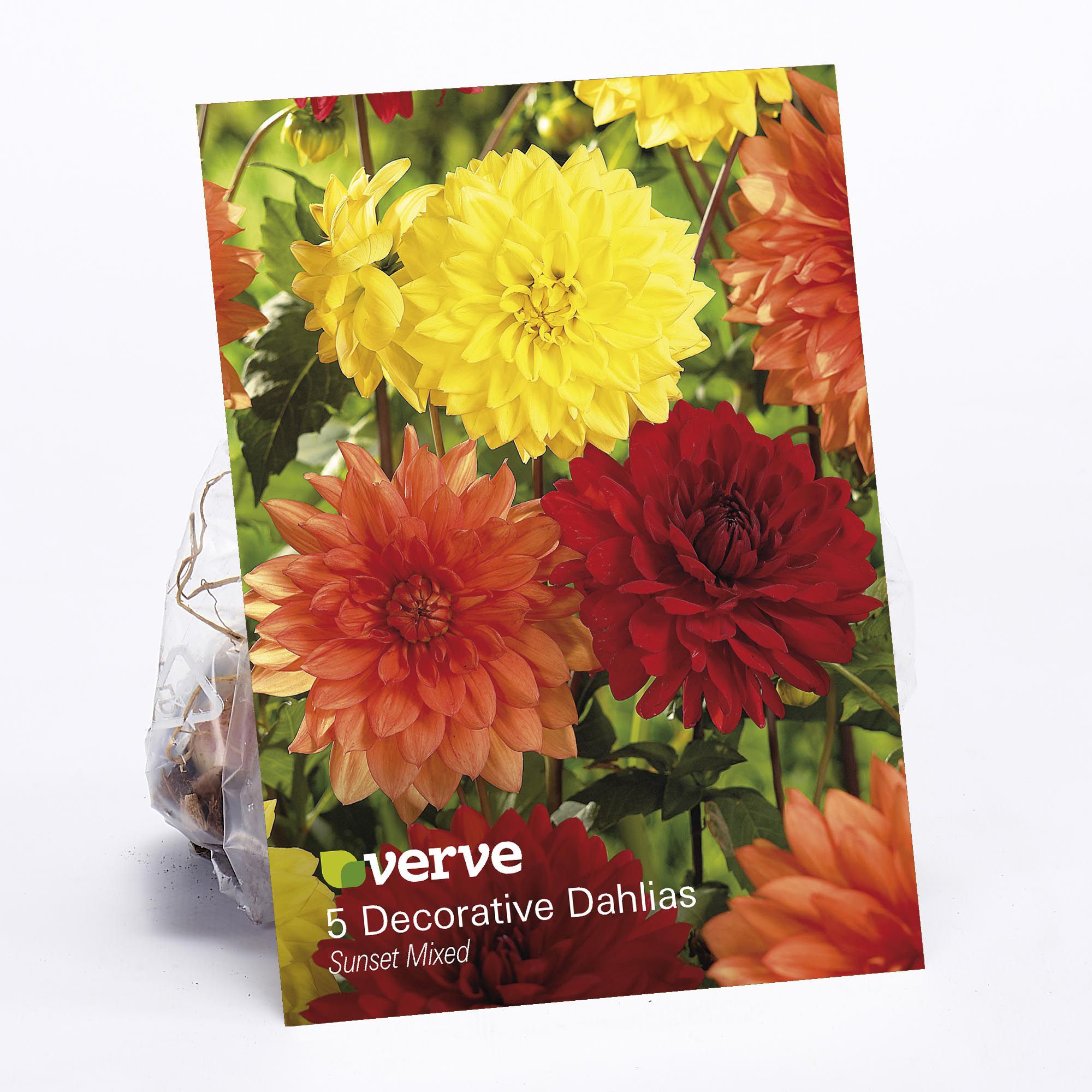 Dahlia Sunset Cut Flower Bulb Pack Of 5 Diy At B Q