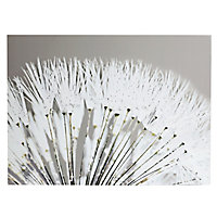 Dandelion White Canvas art (H)570mm (W)770mm
