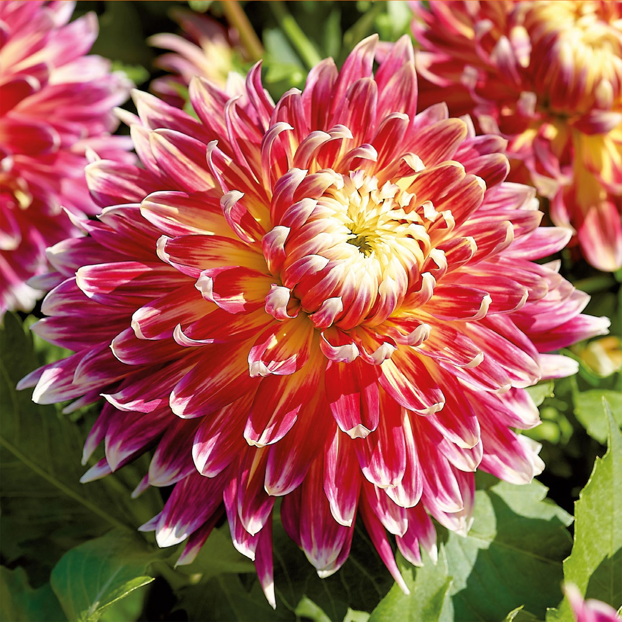 Decorative Dahlia Akita 2 Flower bulbs