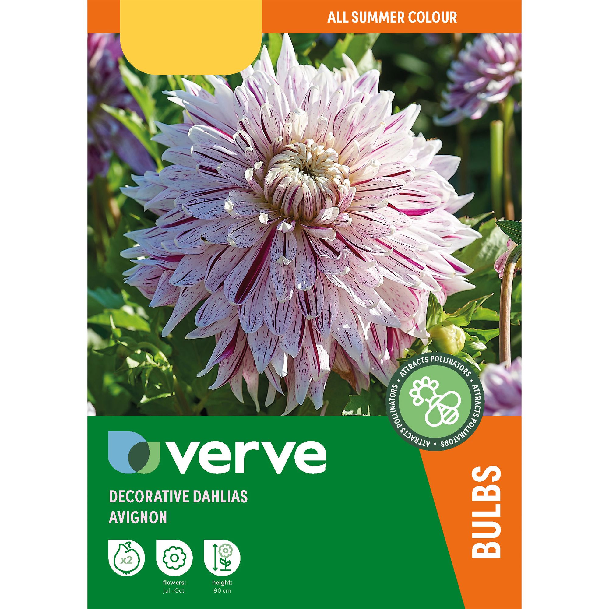 Decorative Dahlia Avignon 2 Flower bulbs